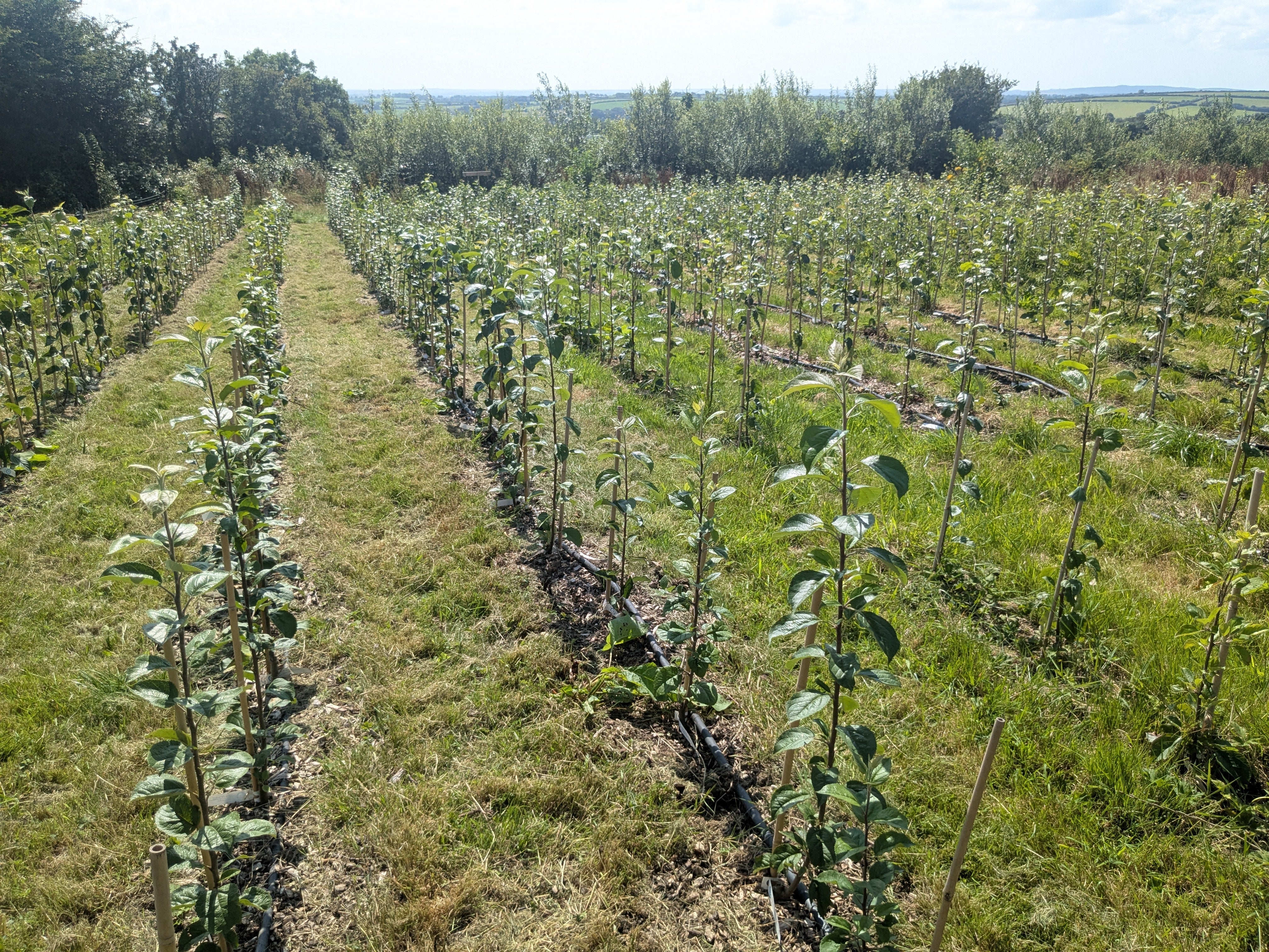 2025 apple tree season has begun!