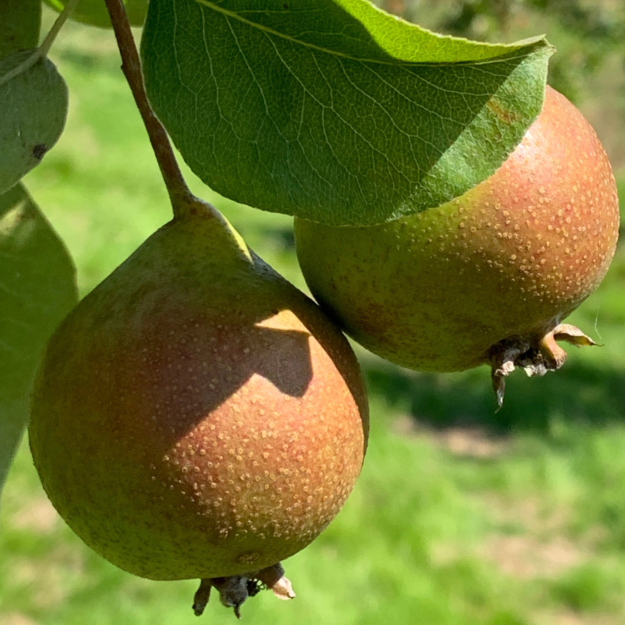 Pear trees collection