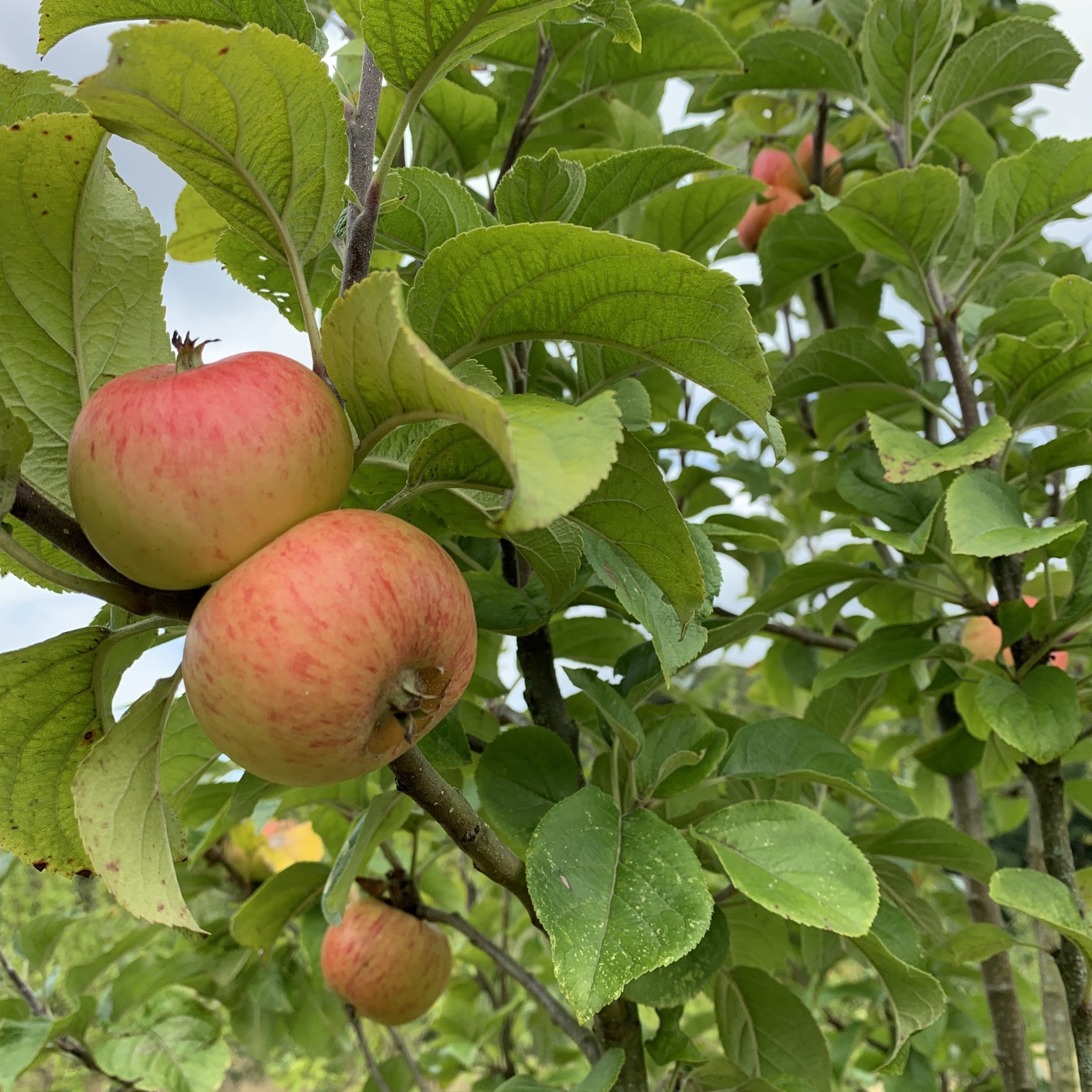 Afal Anghidi apple tree