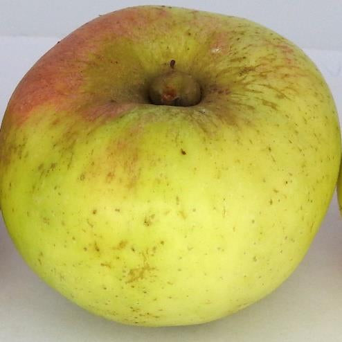 Afal Tudwal apple tree