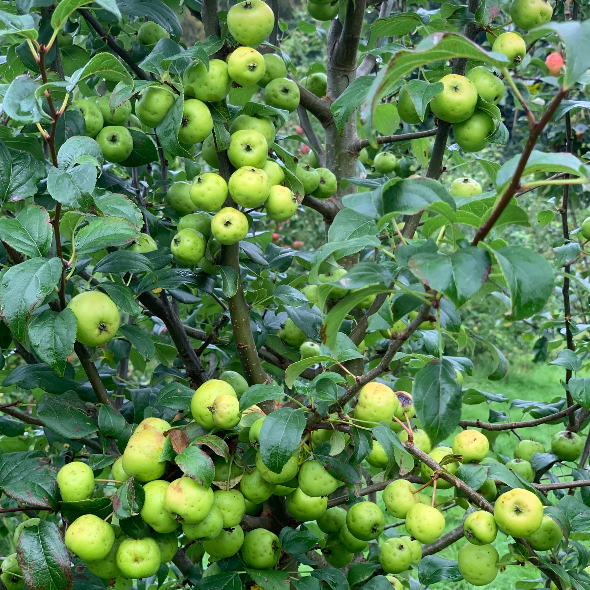 Afal y Cwmafan apple tree