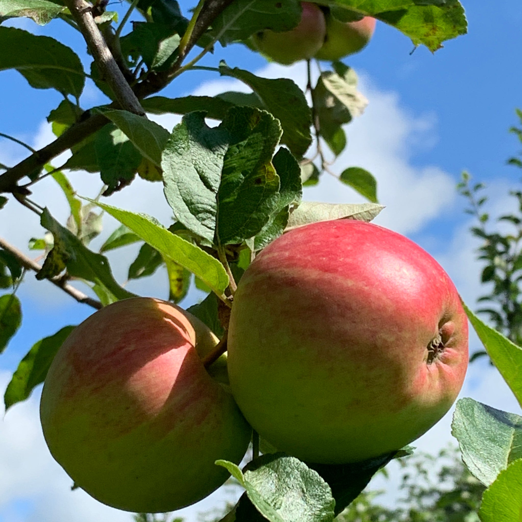 Bardsey Island Apple