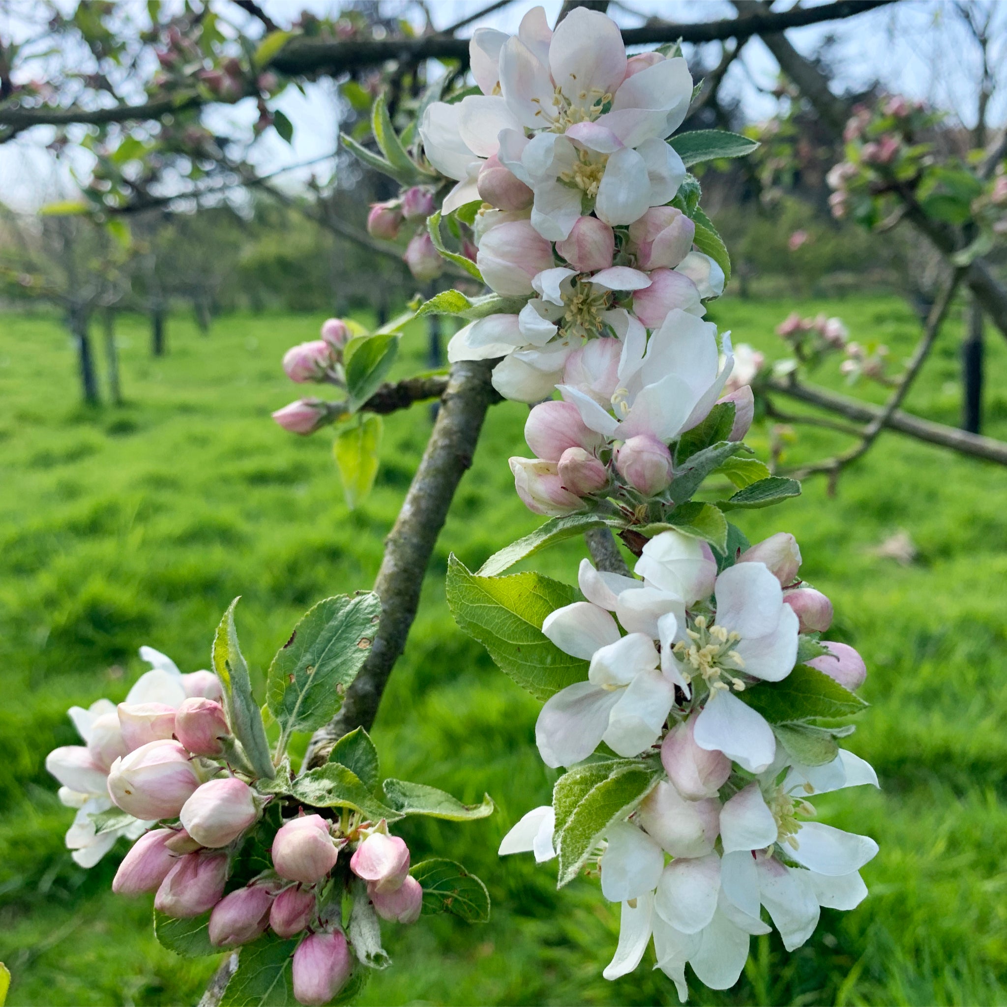 Bardsey Island apple tree blossom