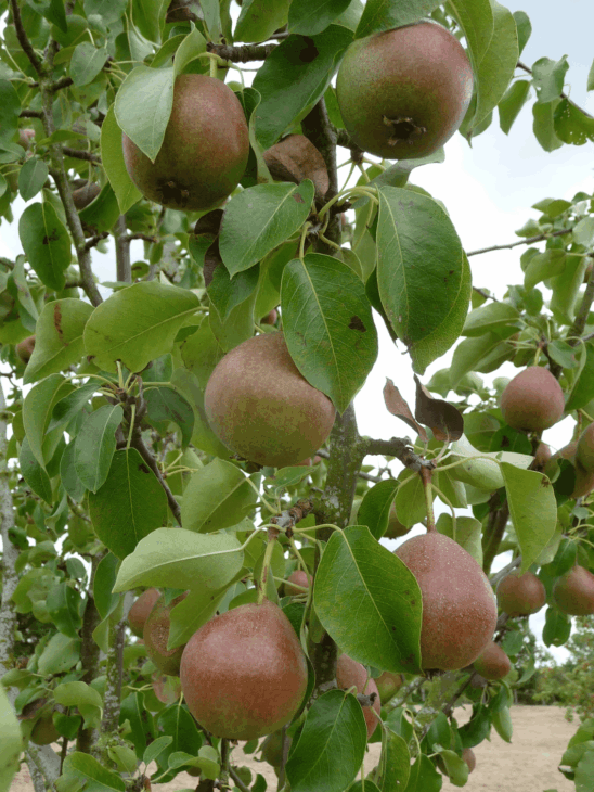 Bartestree Squash perry pear