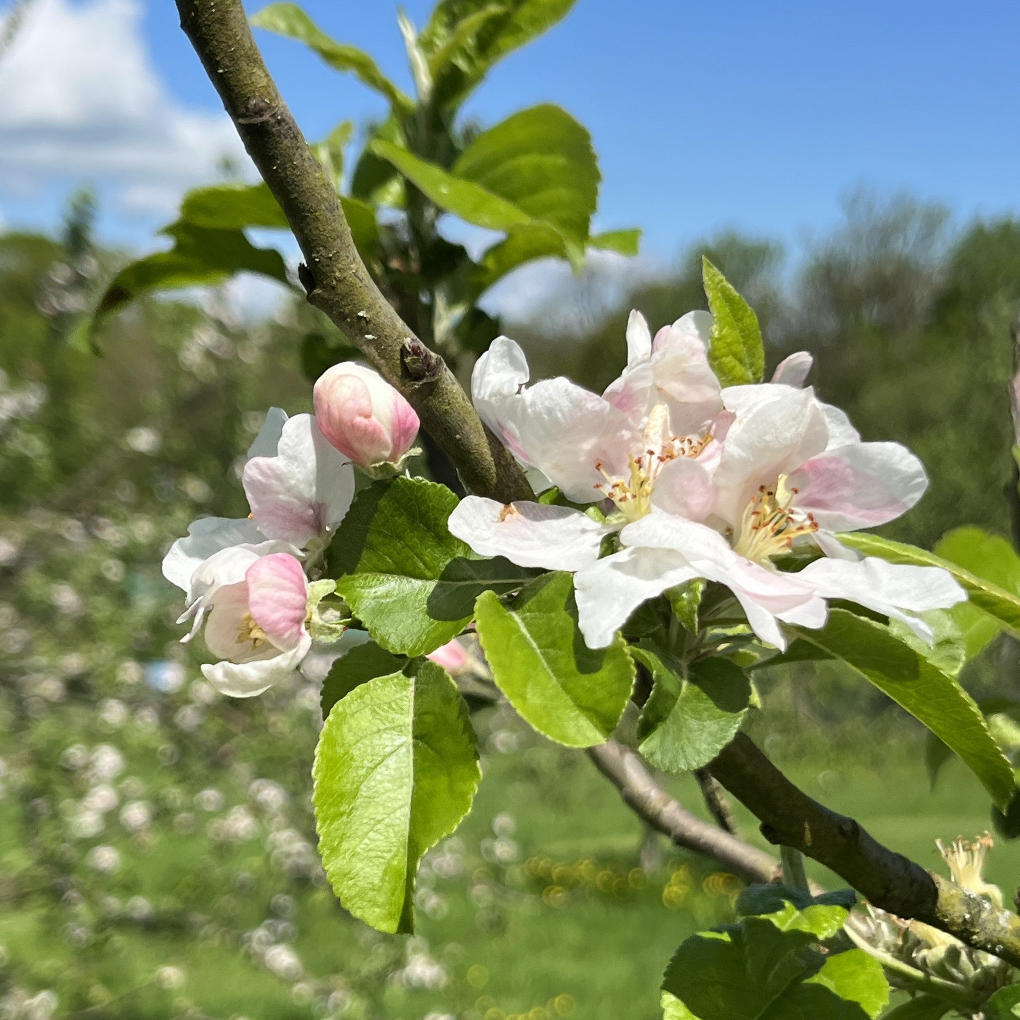 Beauty of Bath apple tree