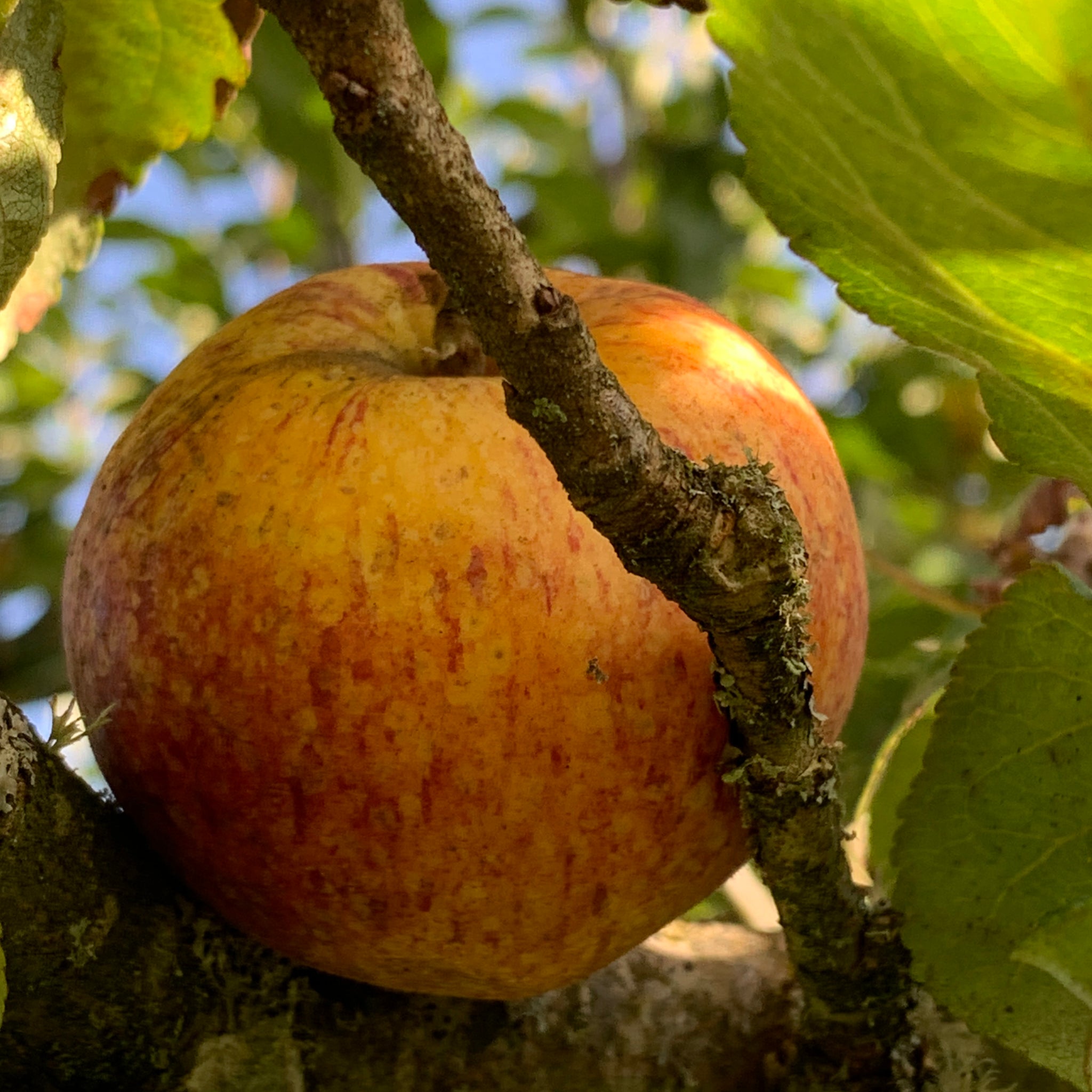Beauty of Bath apple tree