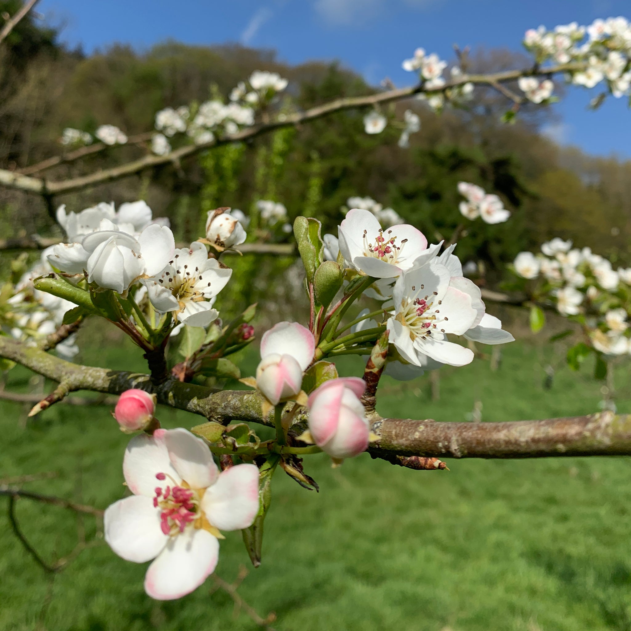 Berllanderi Green Pear tree blossom