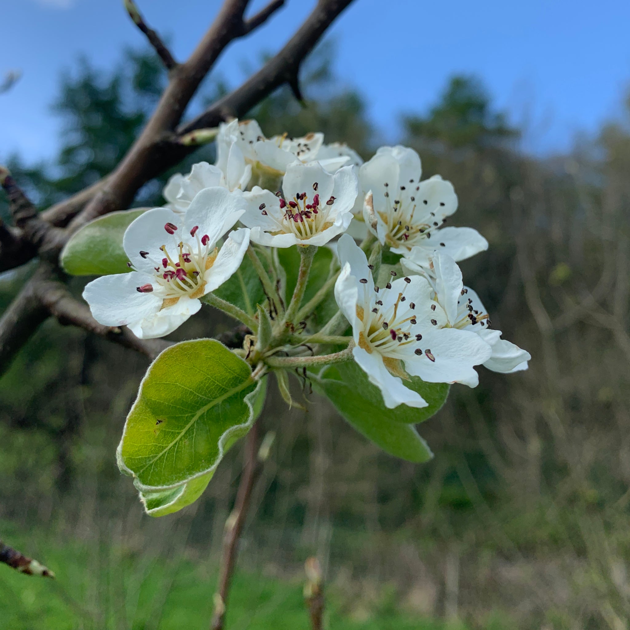 Berllanderi Red pear tree blossom