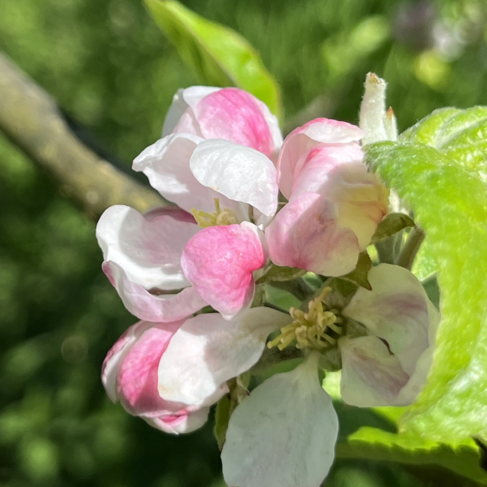 Bismark apple tree