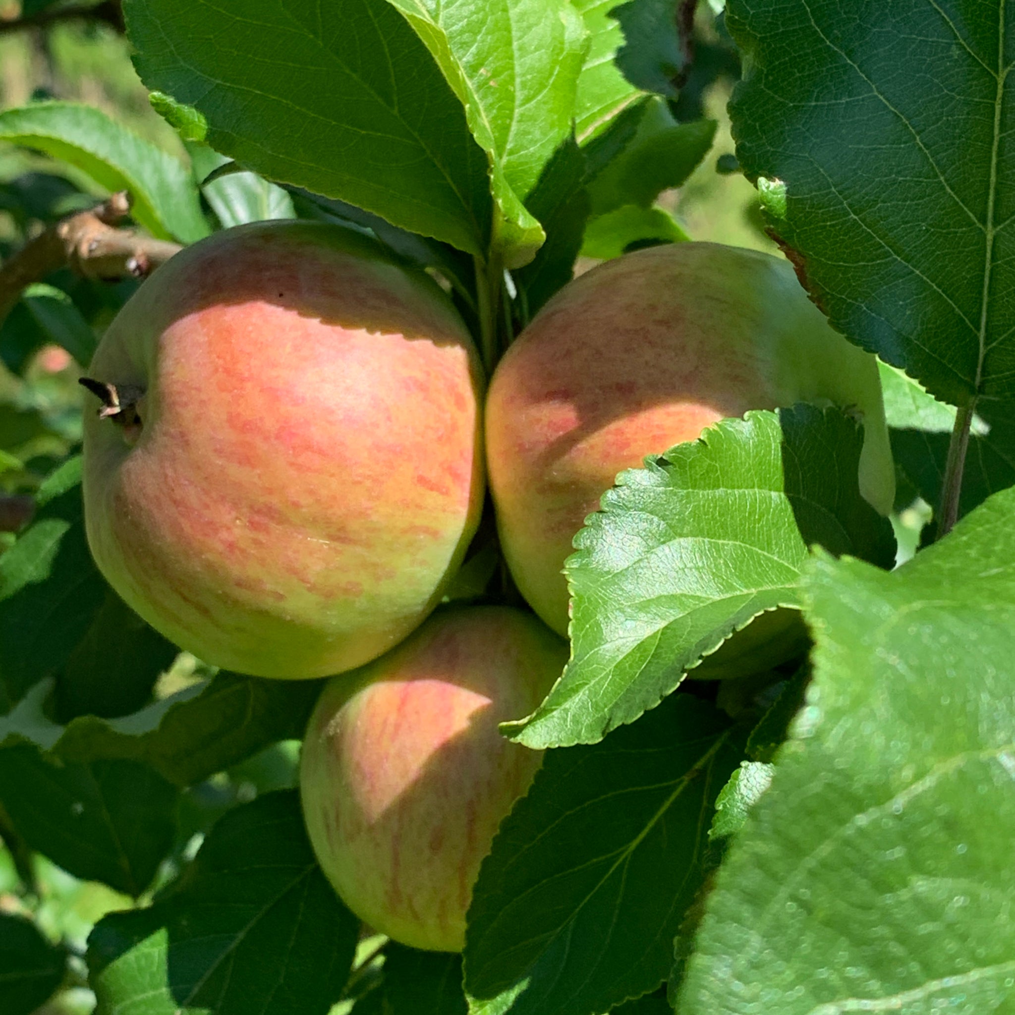 Breakwell's Seedling