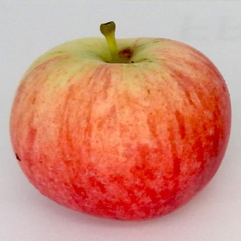 Breakwell's Seedling apple tree