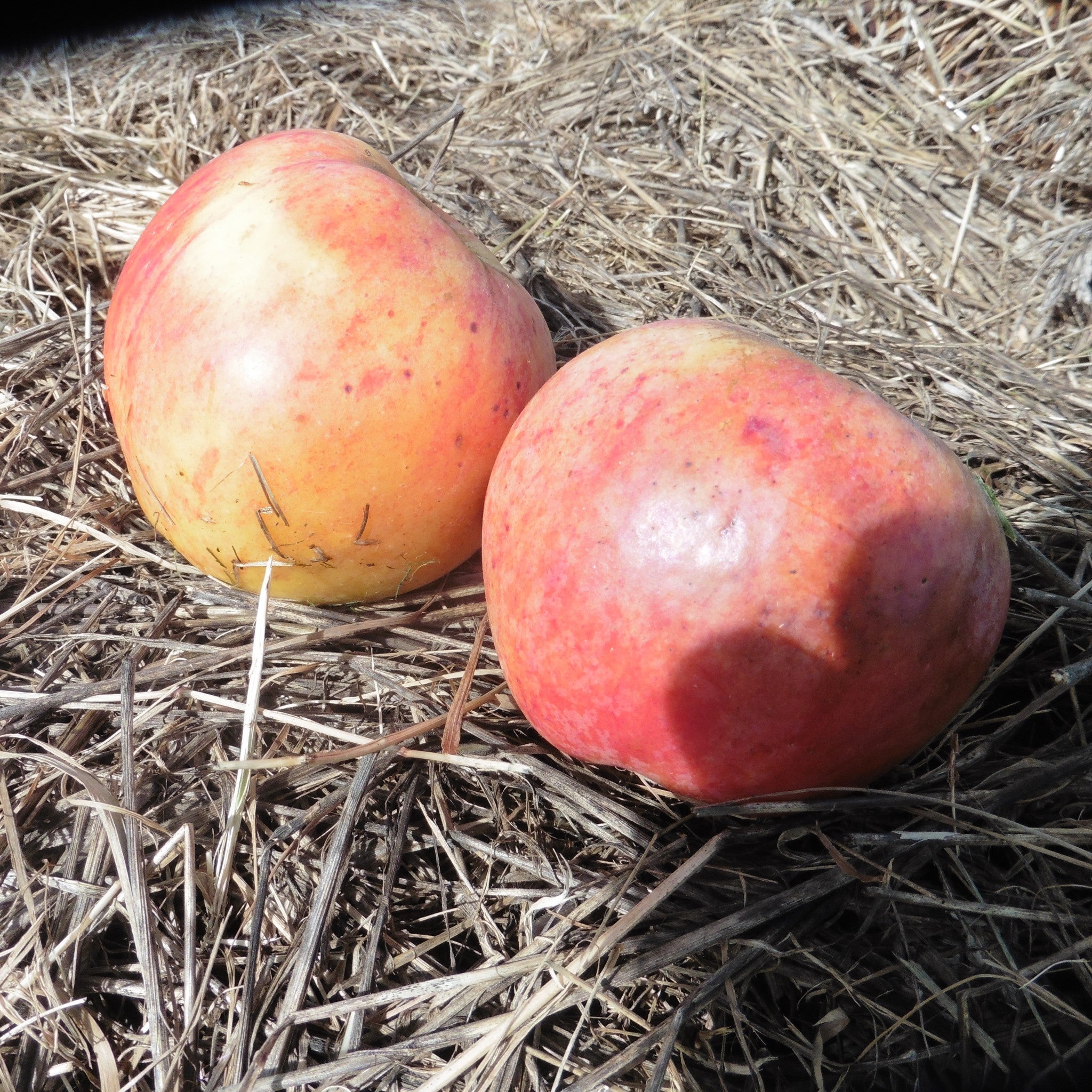 Bridstow Wasp apple tree