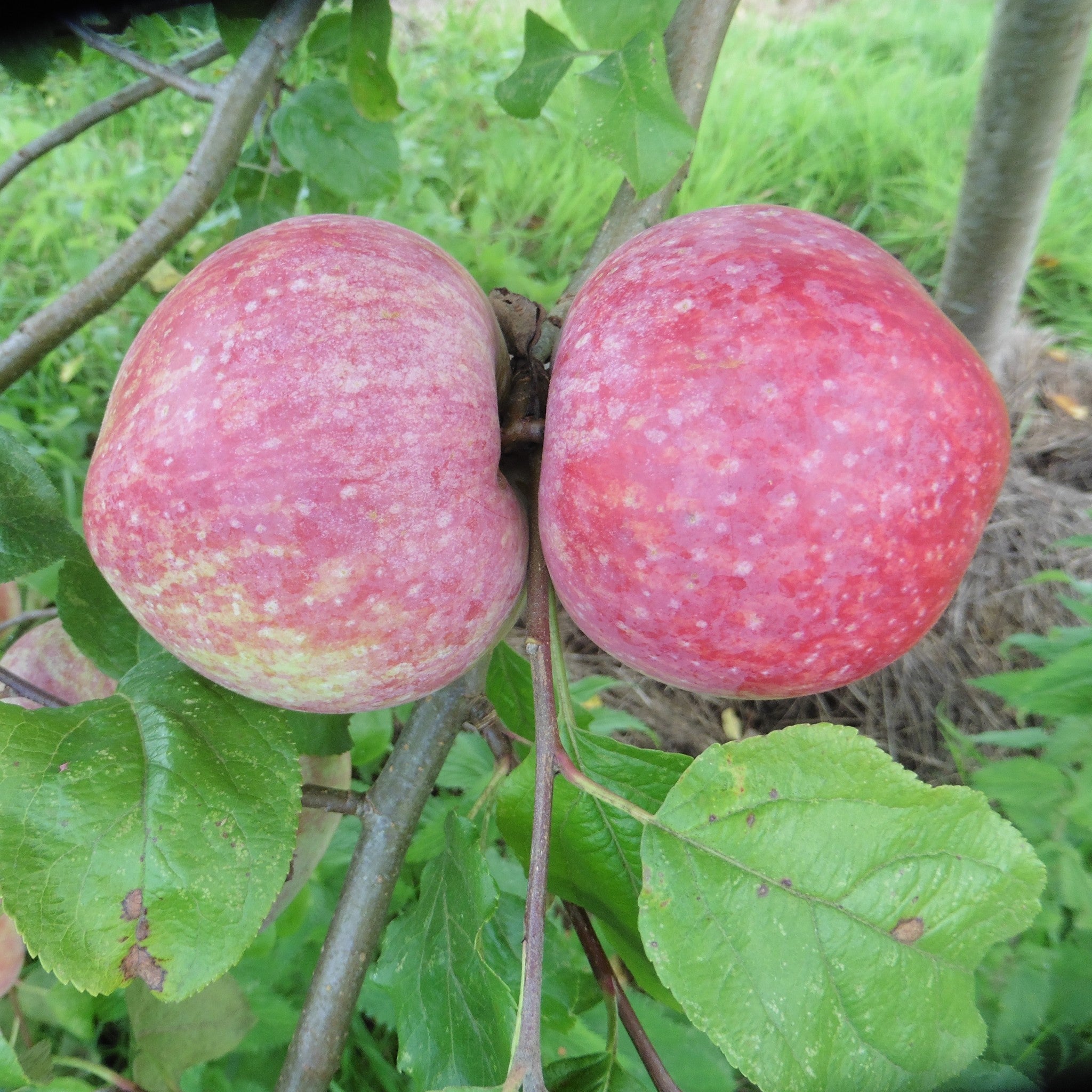 Brith Mawr apple tree