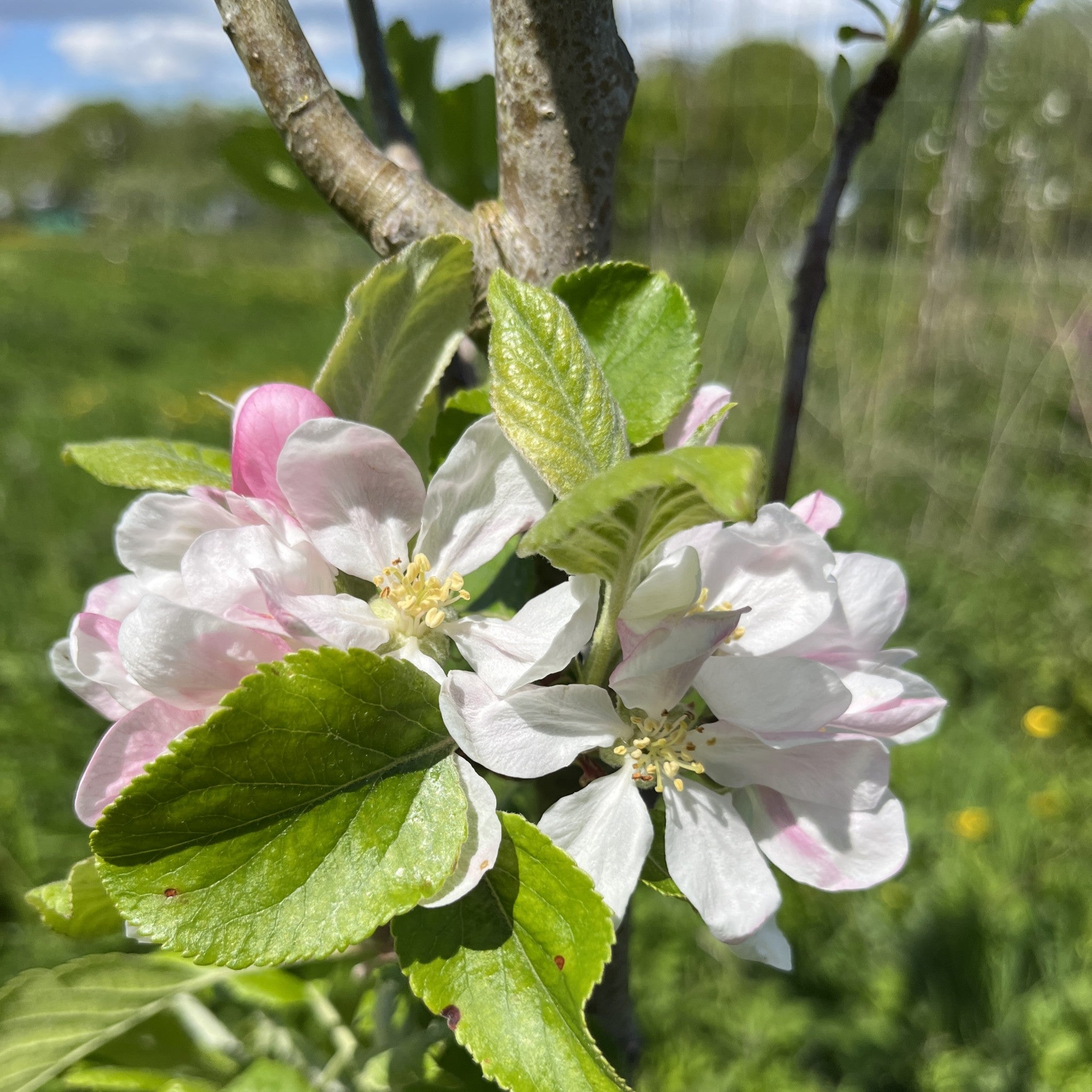 Browns apple tree