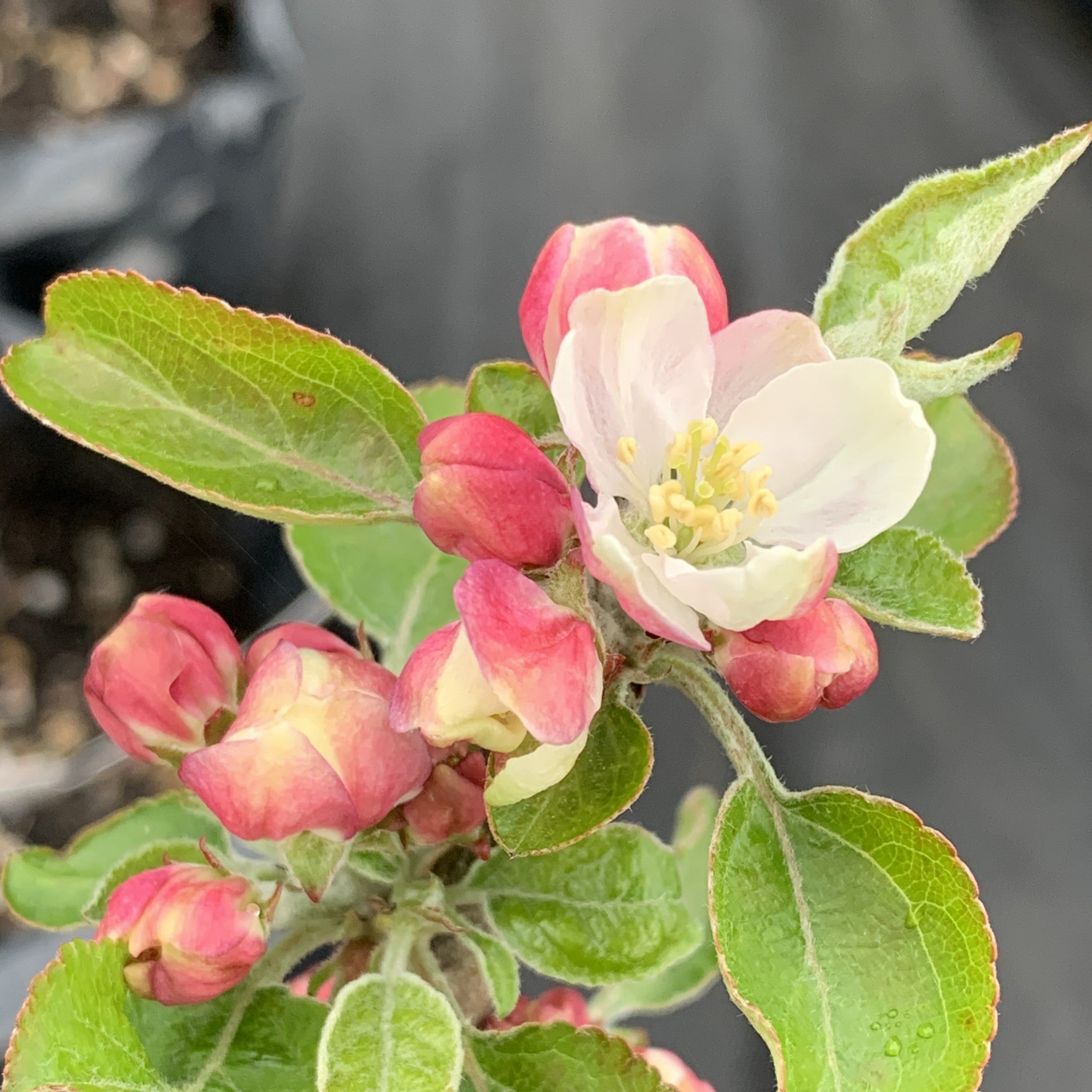 Broxwood Foxwhelp apple tree
