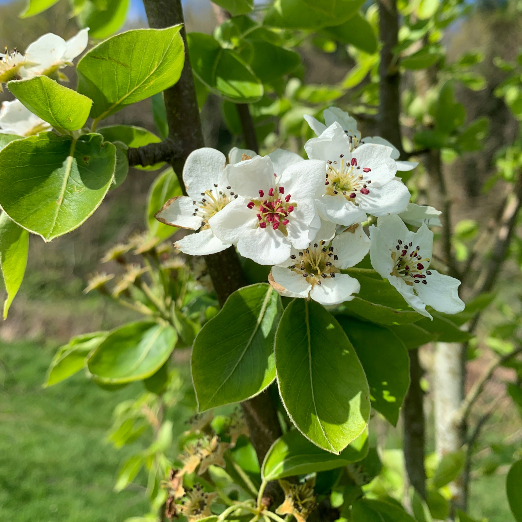 Burgundy pear tree blossom