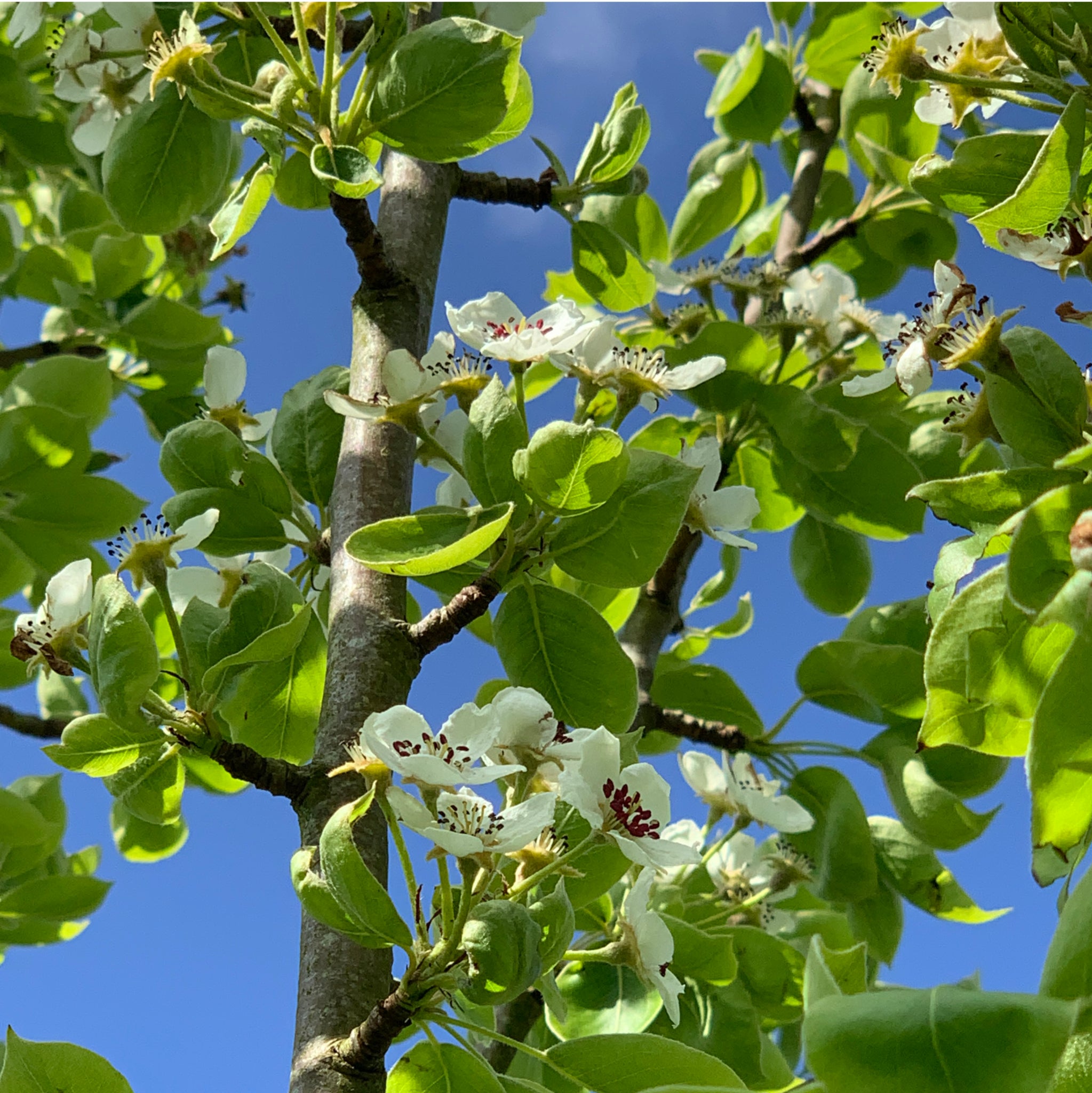 Burgundy pear tree blossom