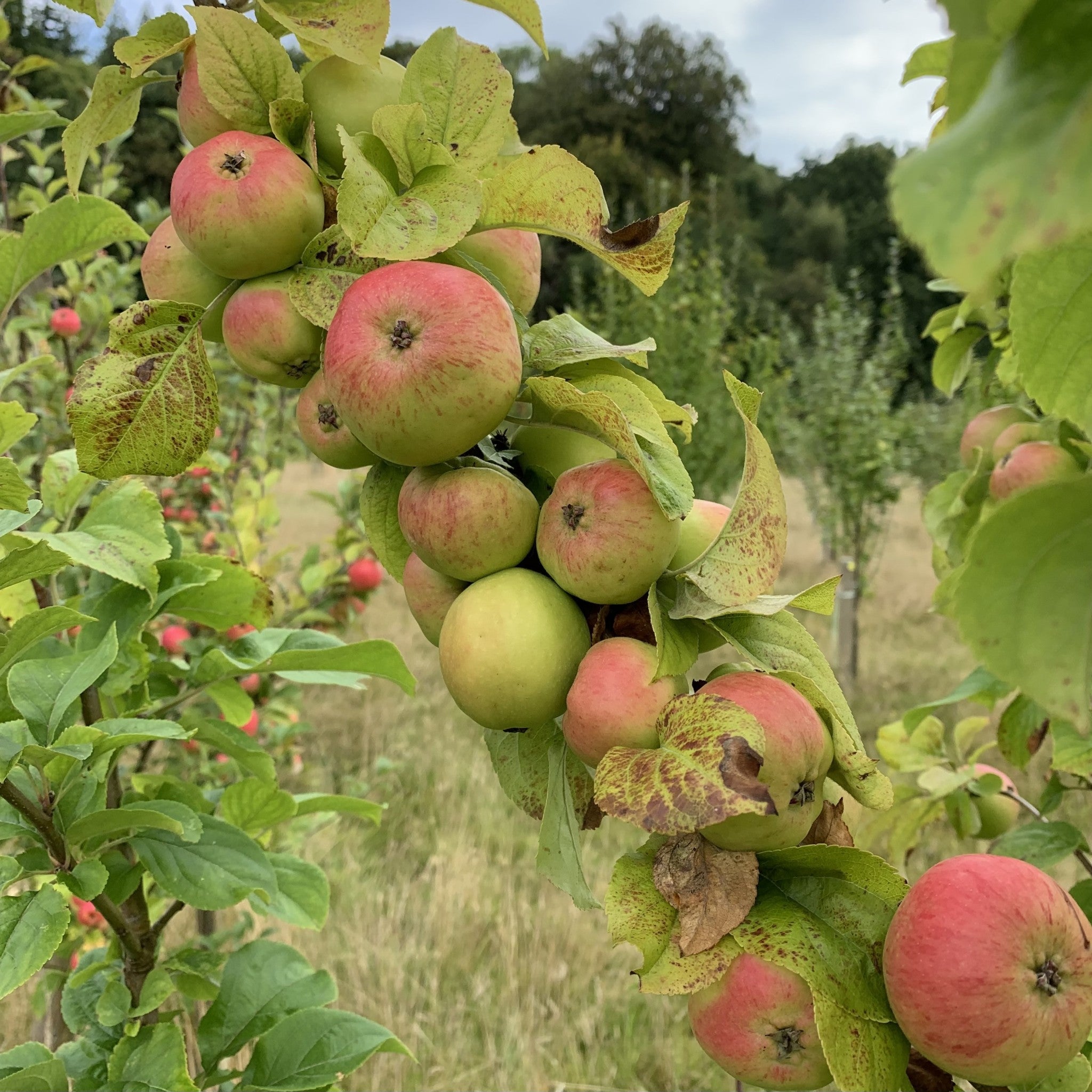 Camlad apple tree
