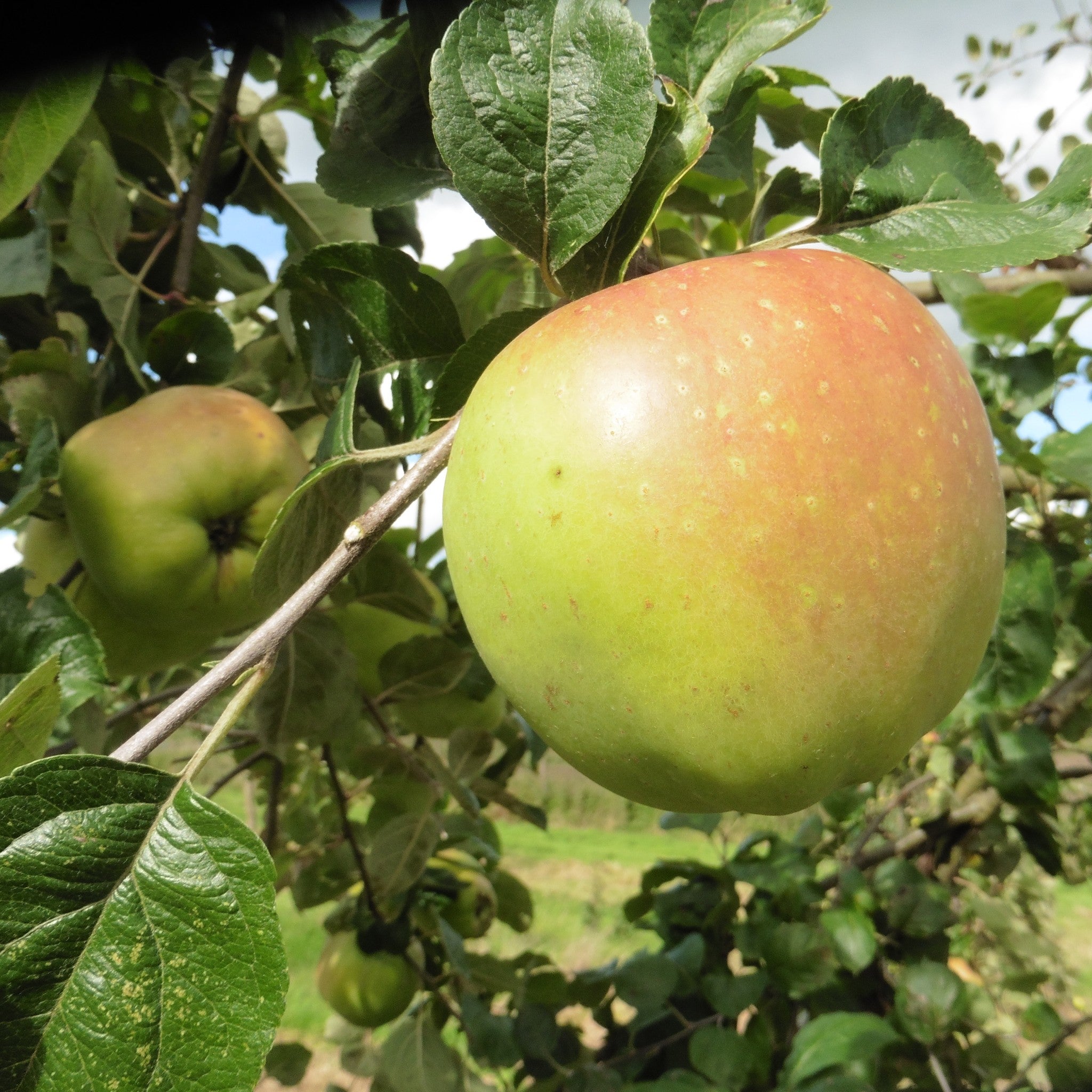 Catshead apple tree