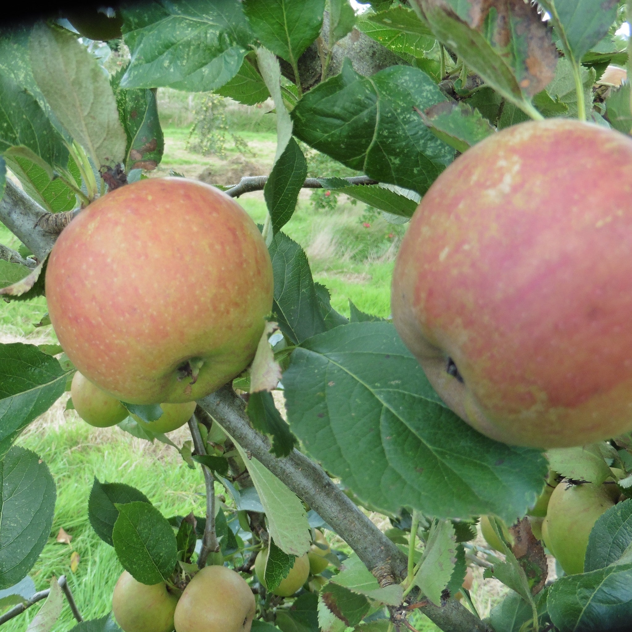 Clay Gate Pearmain apple tree