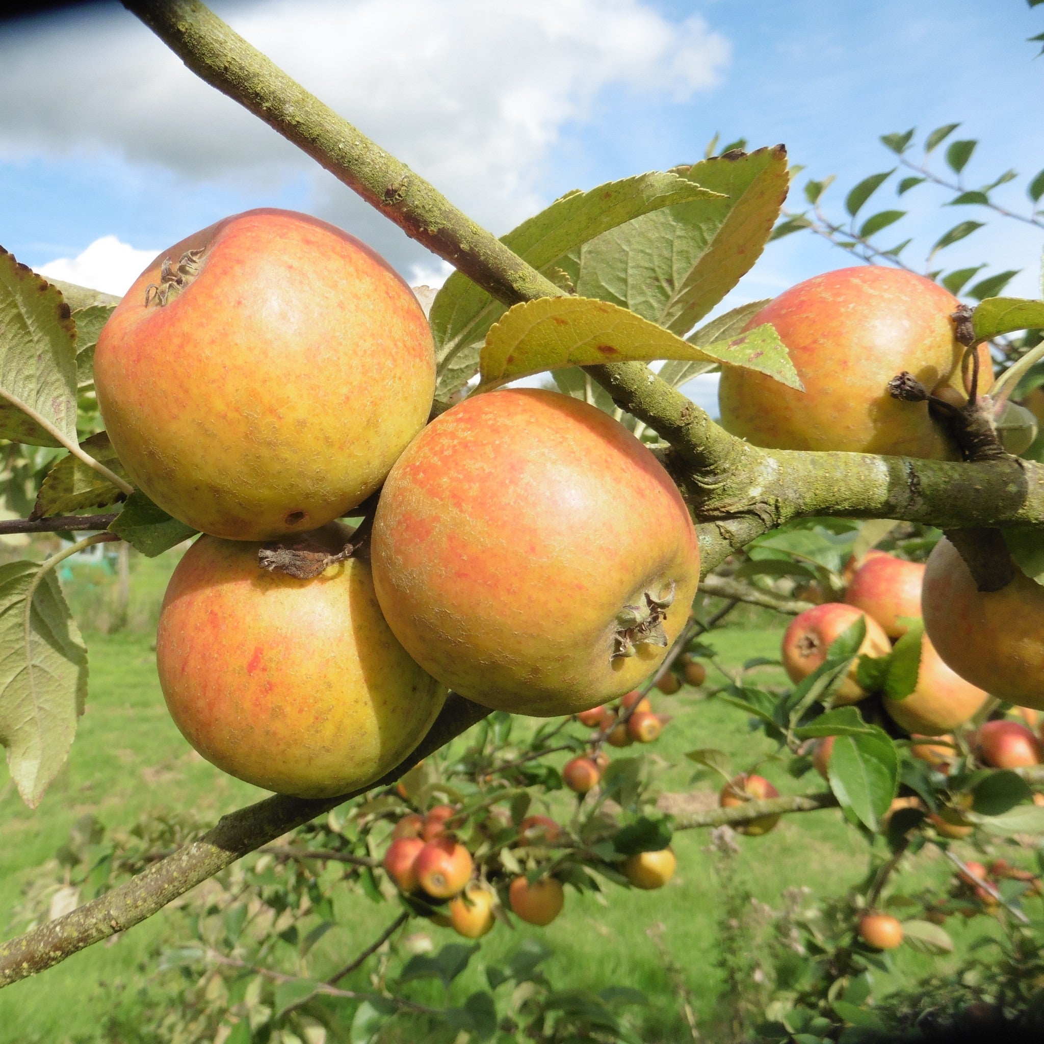 Court of Wick apple tree