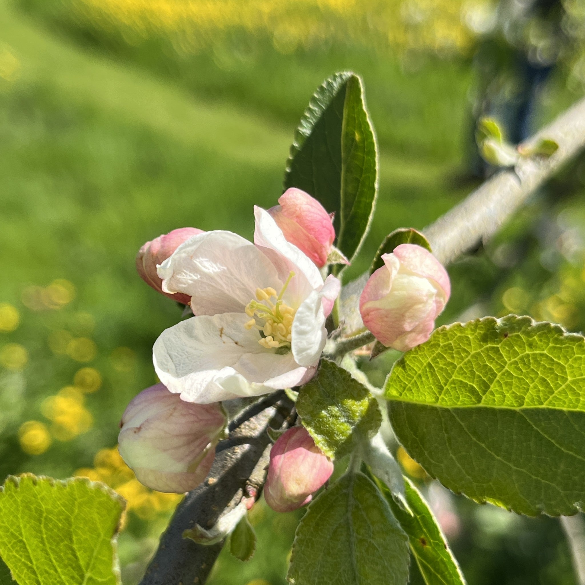Court of Wick apple tree blossom