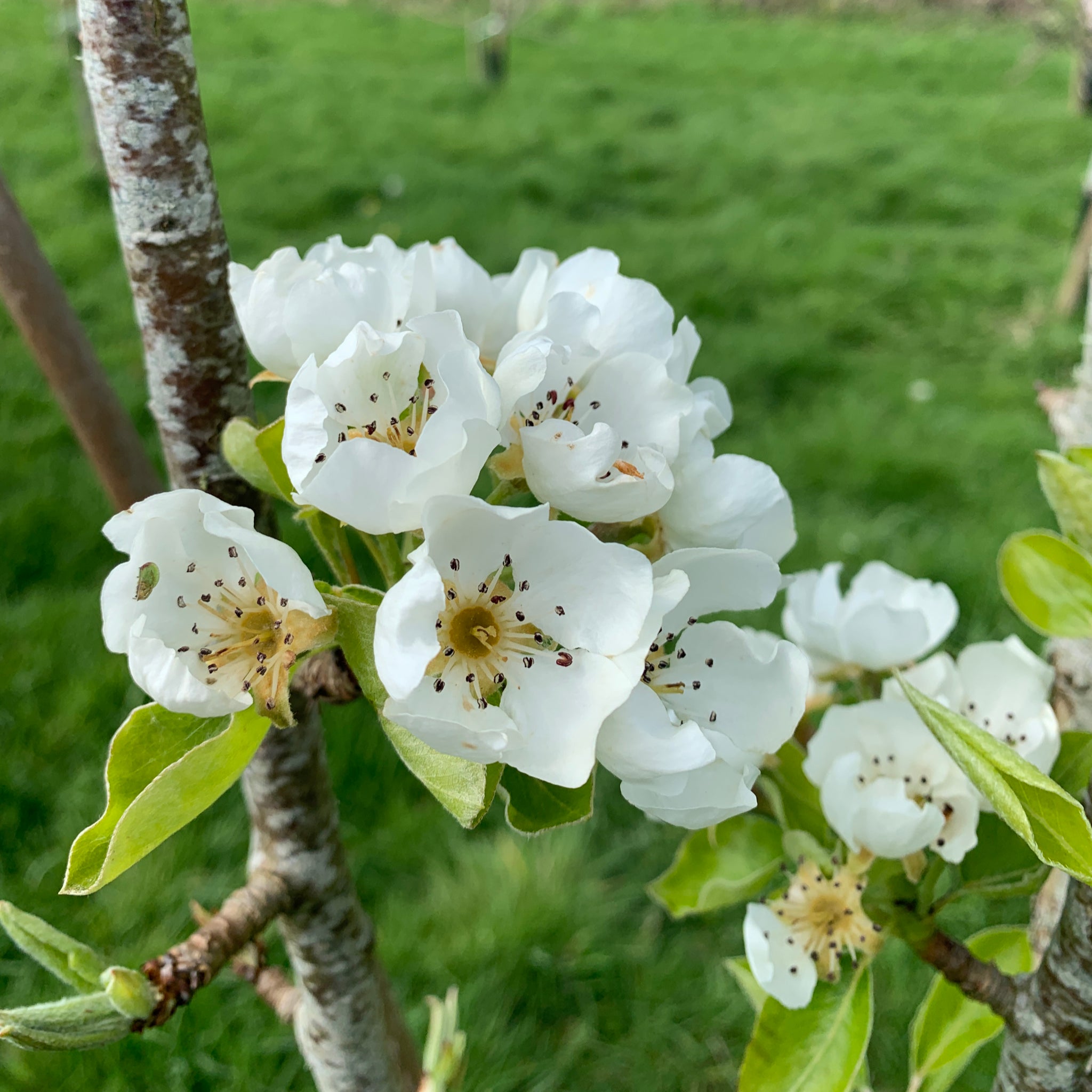 Crystell Pear tree blossom