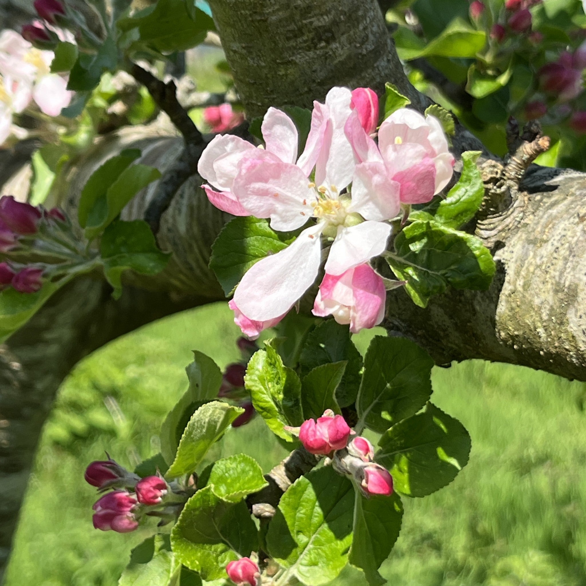 Cummy Norman apple tree blossom