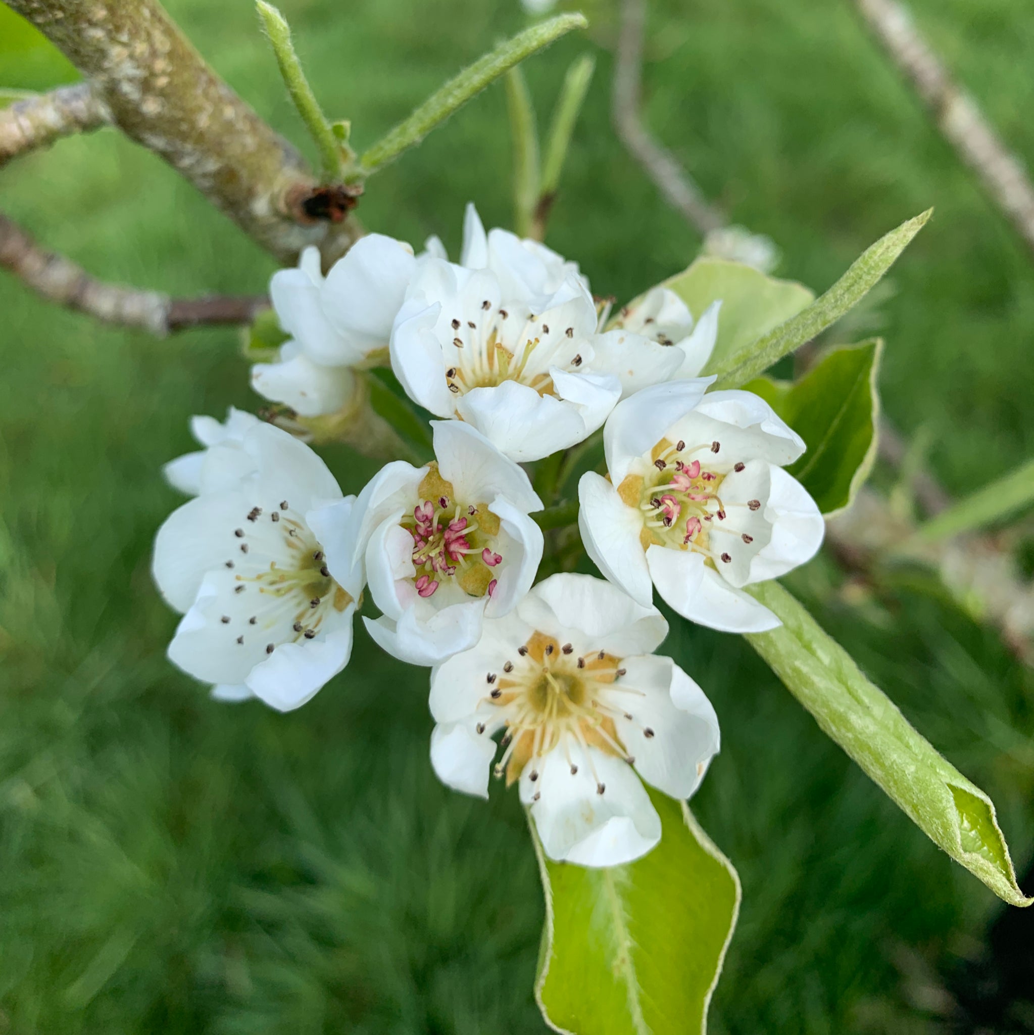 Cwm Green pear tree blossom