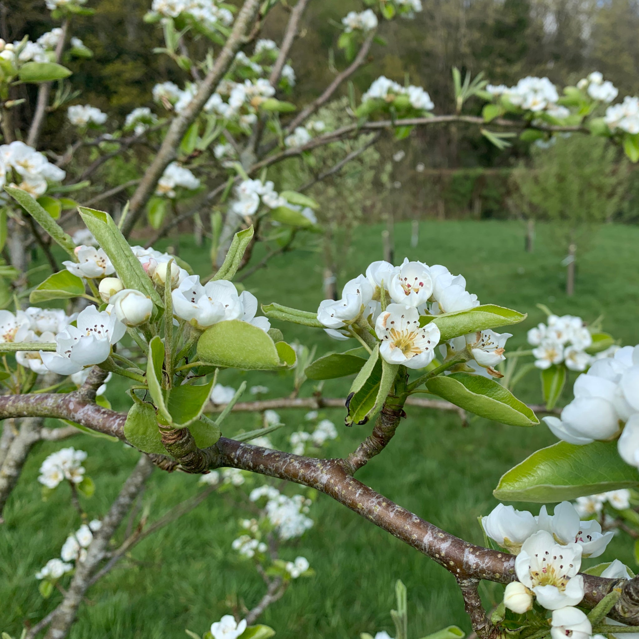 Cwm Green pear tree blossom
