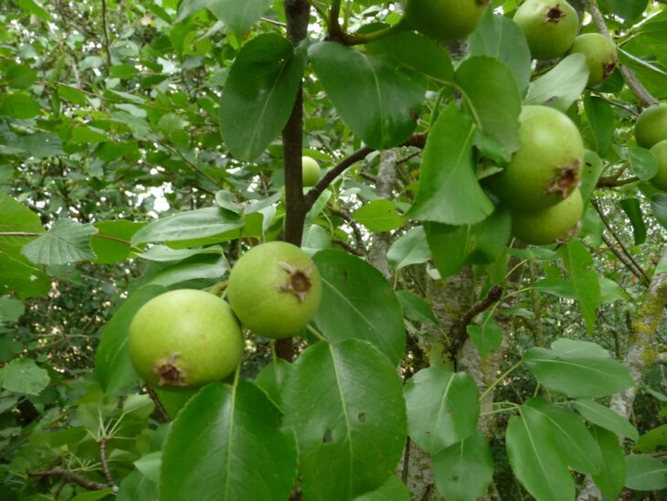 Dead Boy perry pear