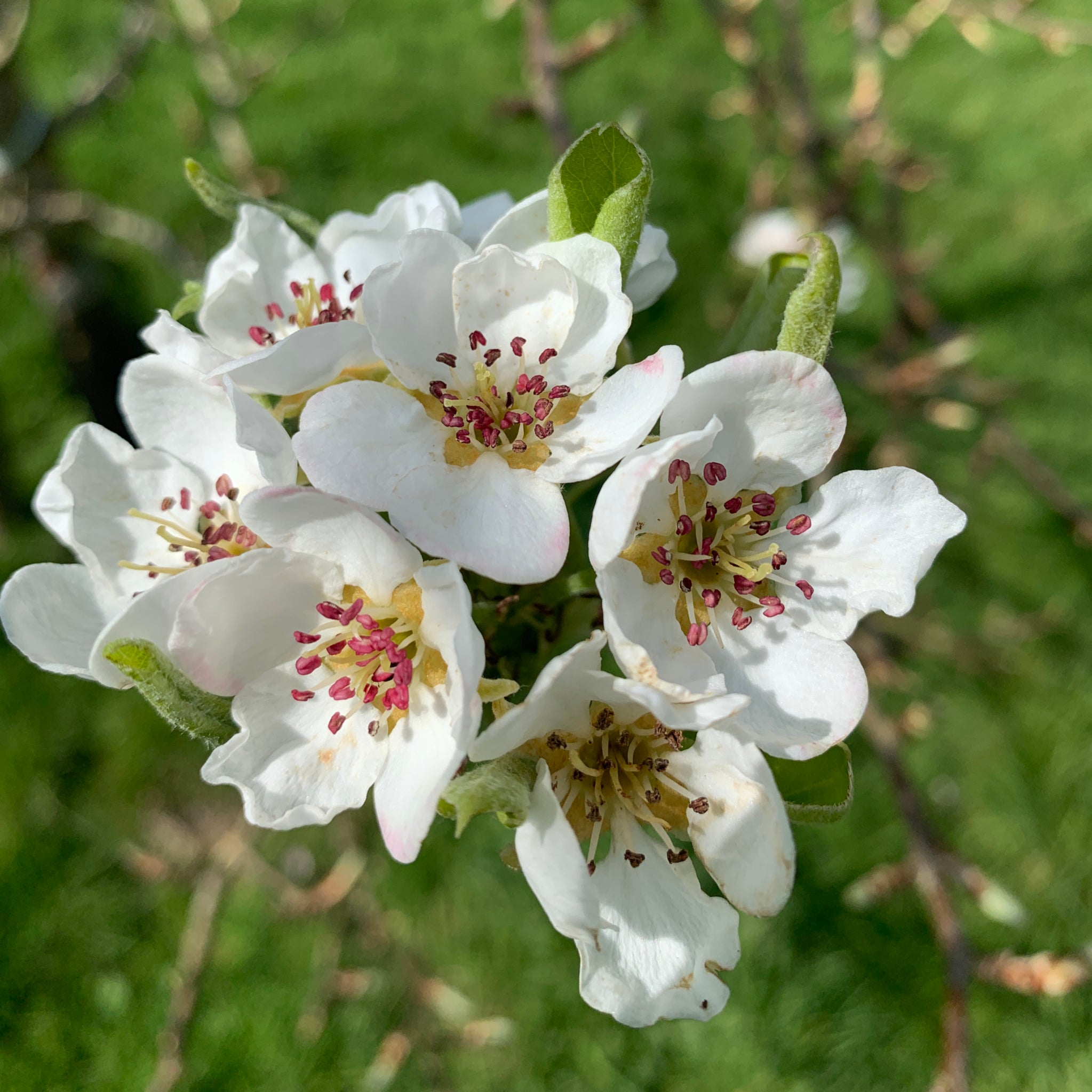 Dingat pear tree blossom
