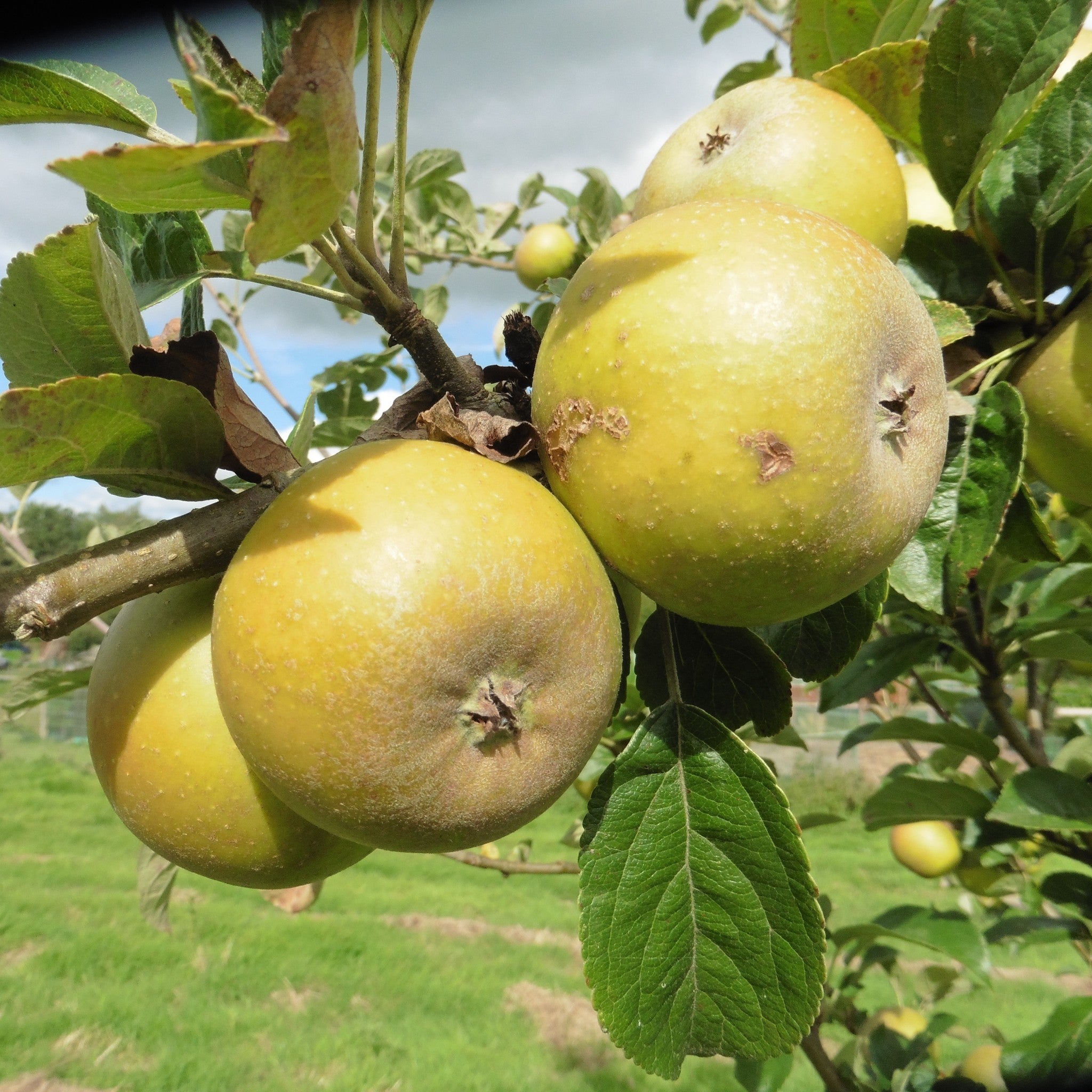Duke of Devonshire apple tree