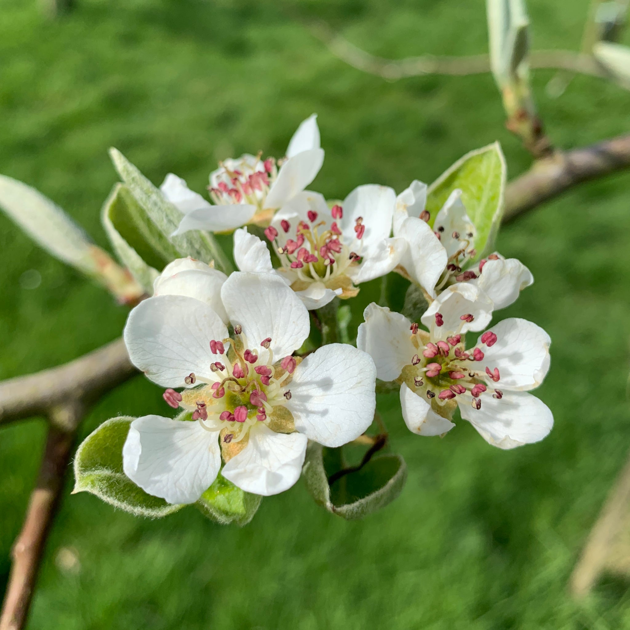 Edith pear tree blossom