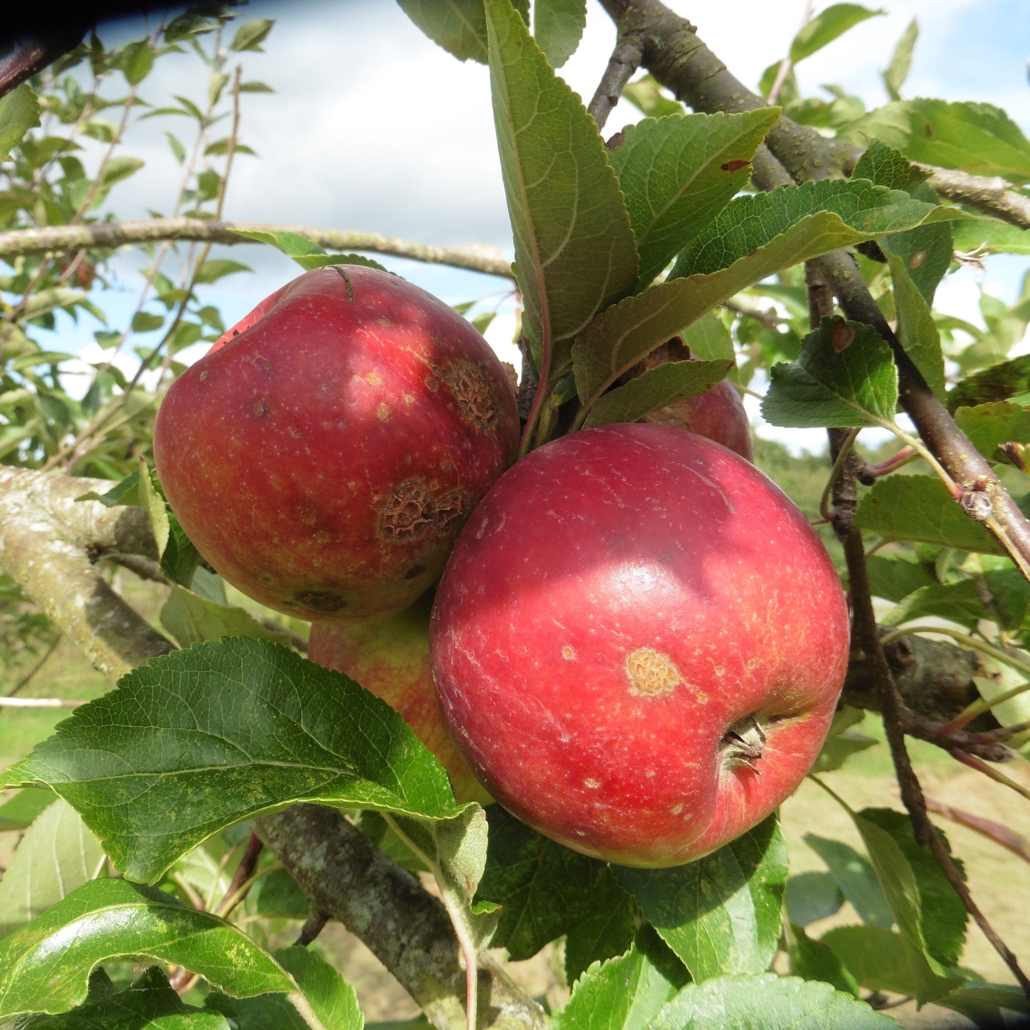 Ellison's Orange apple tree