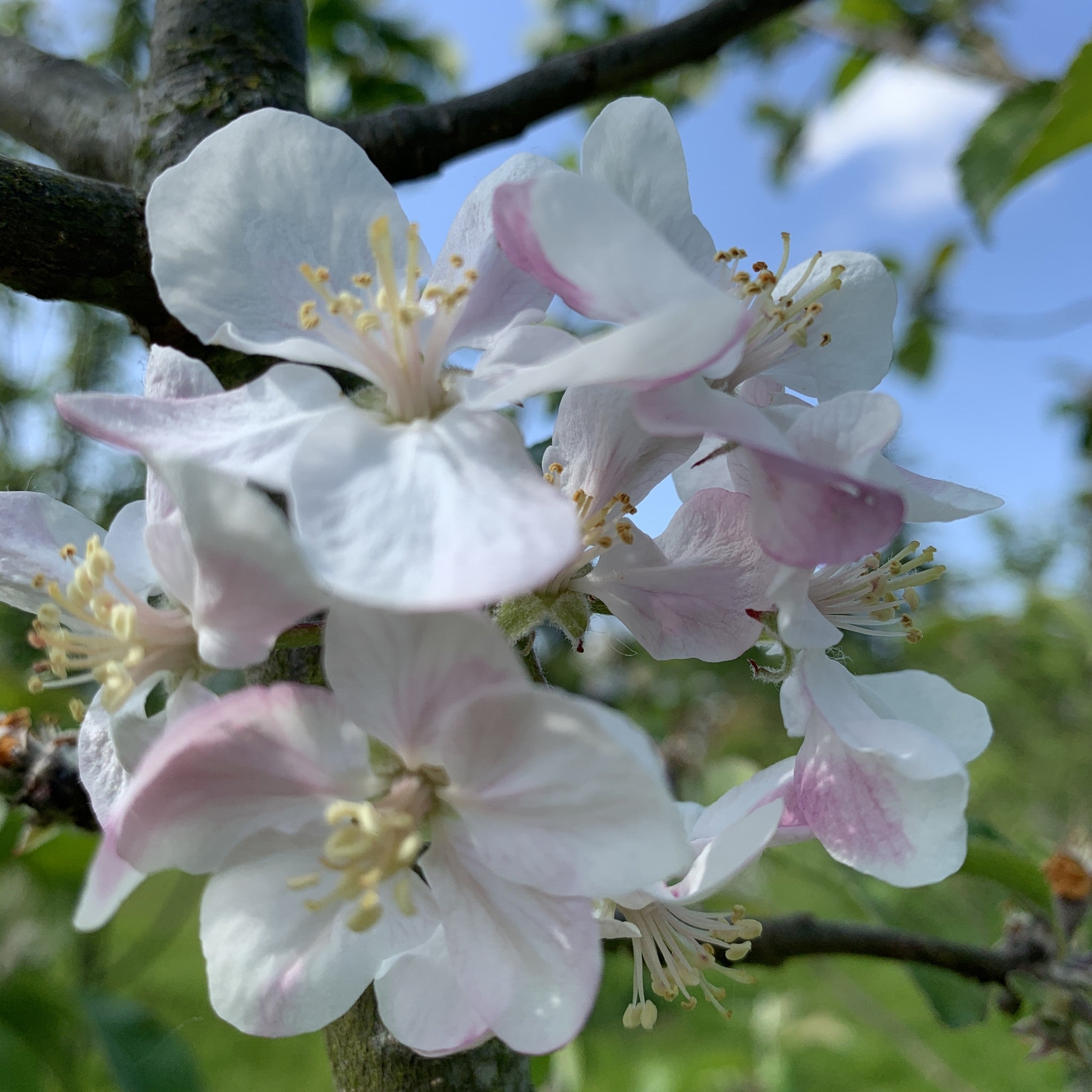Frederick apple tree blossom