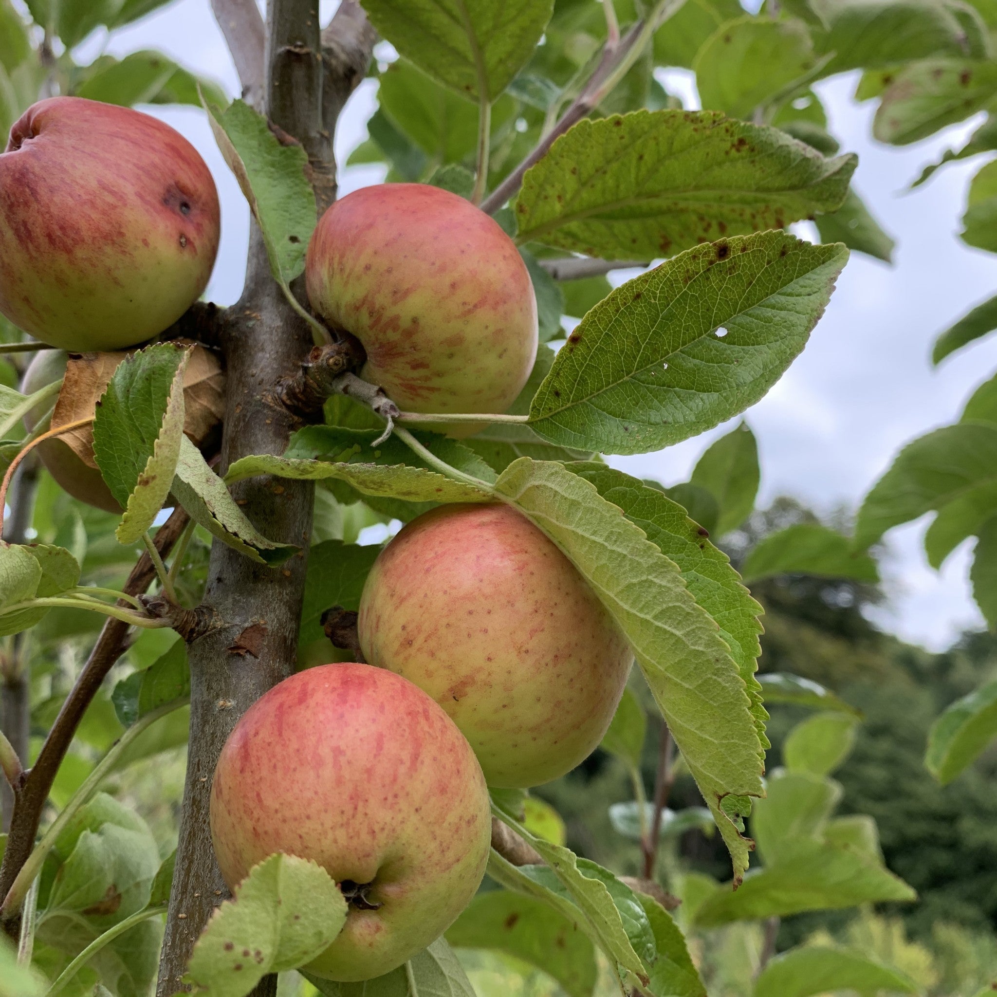 Frongoch James Nicholson apple tree