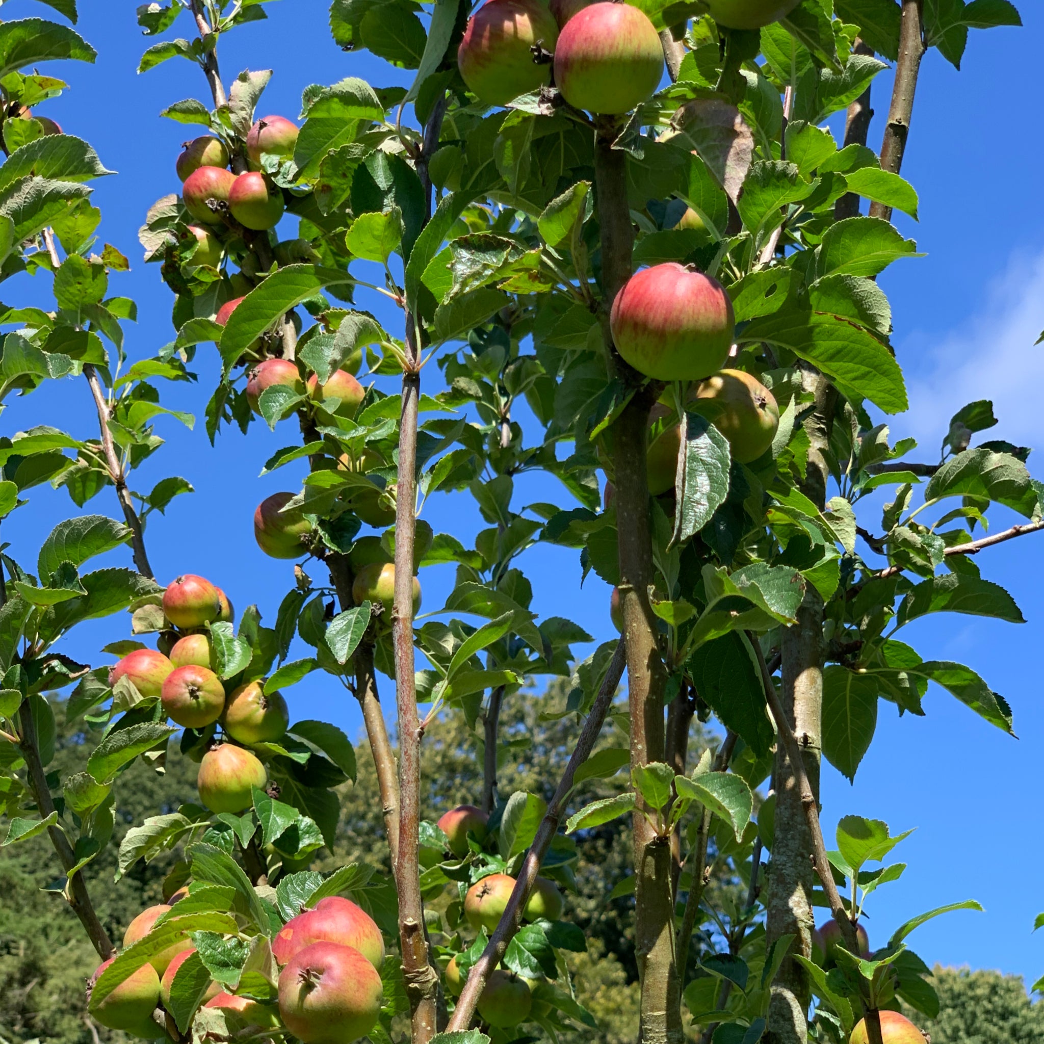 Frongoch James Nicholson