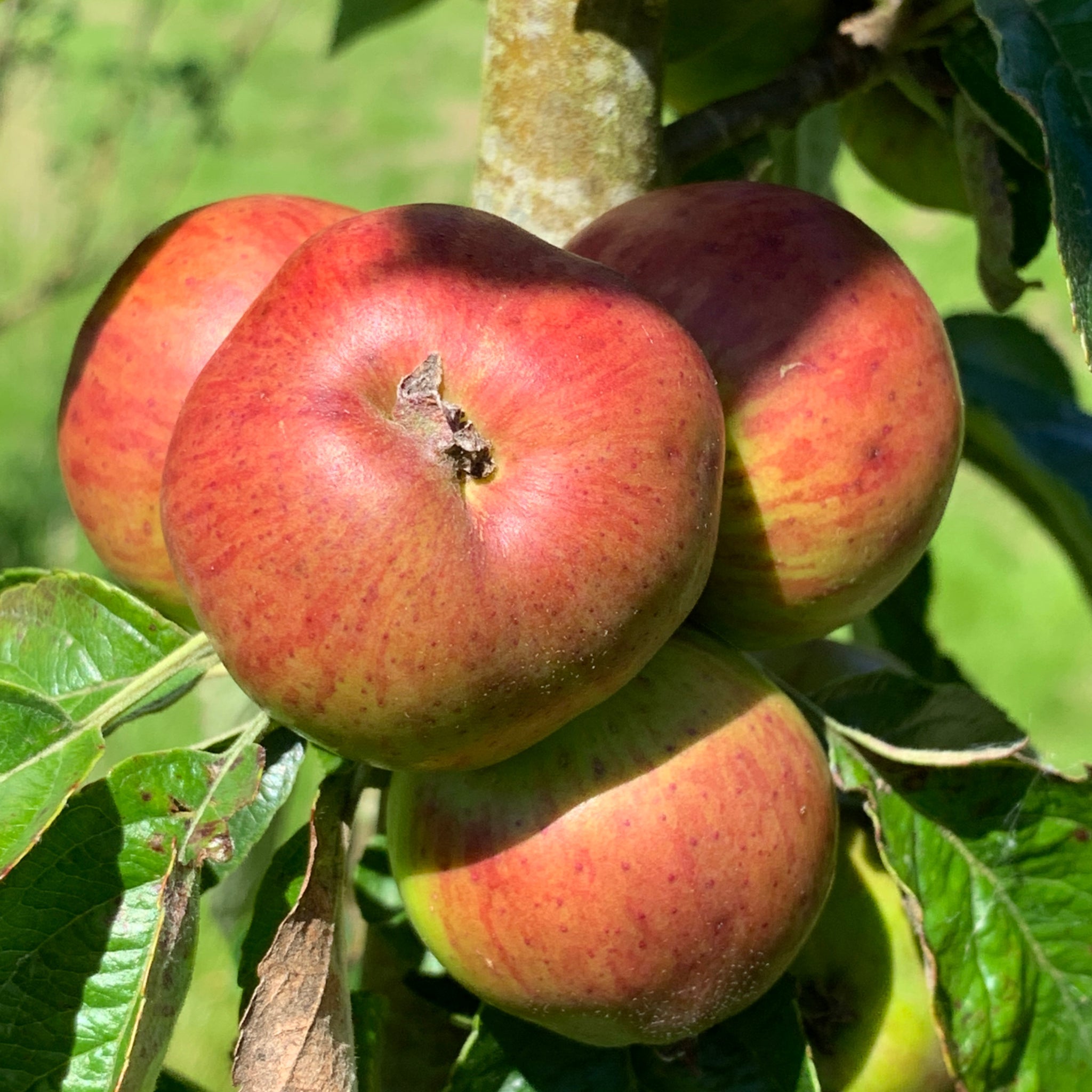 Frongoch James Nicholson