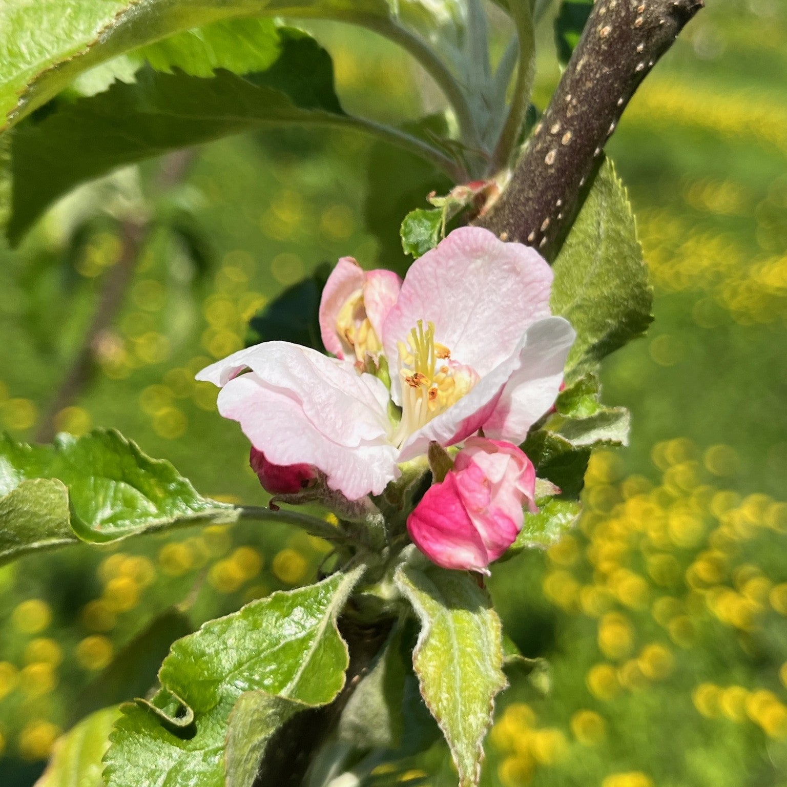 Gabalfa apple tree