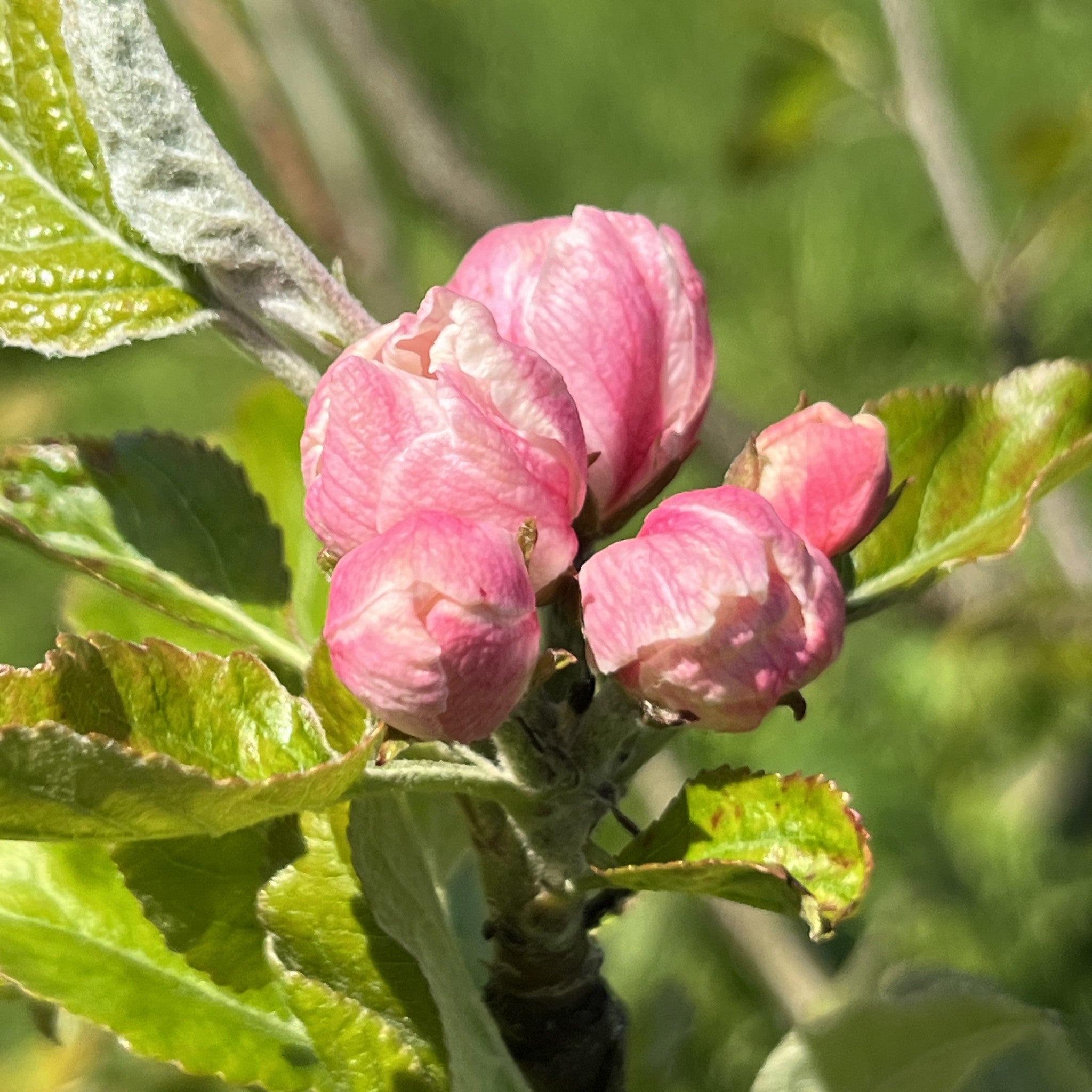 Gelli Aur apple tree