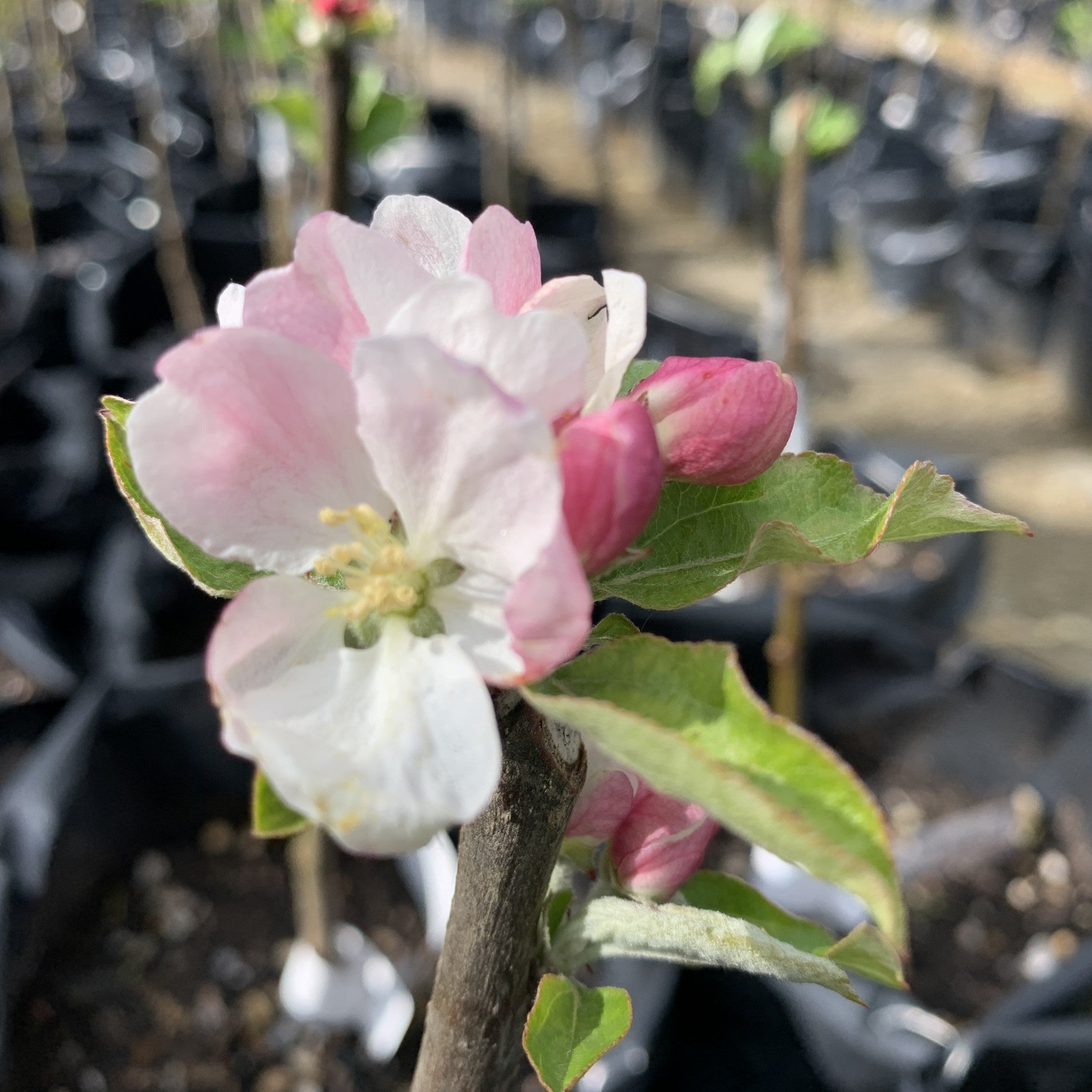 Greensleeves apple tree