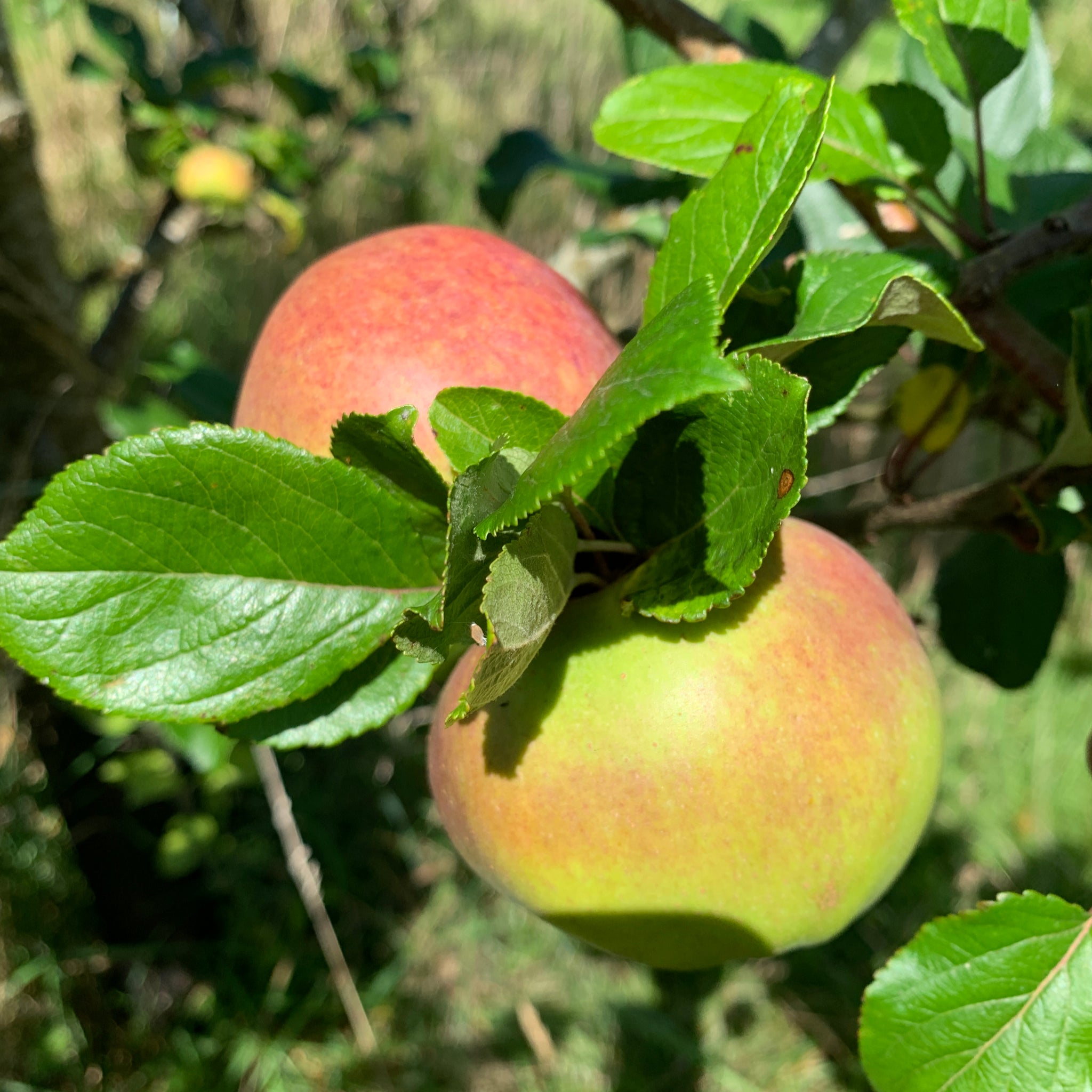 Helens Apple