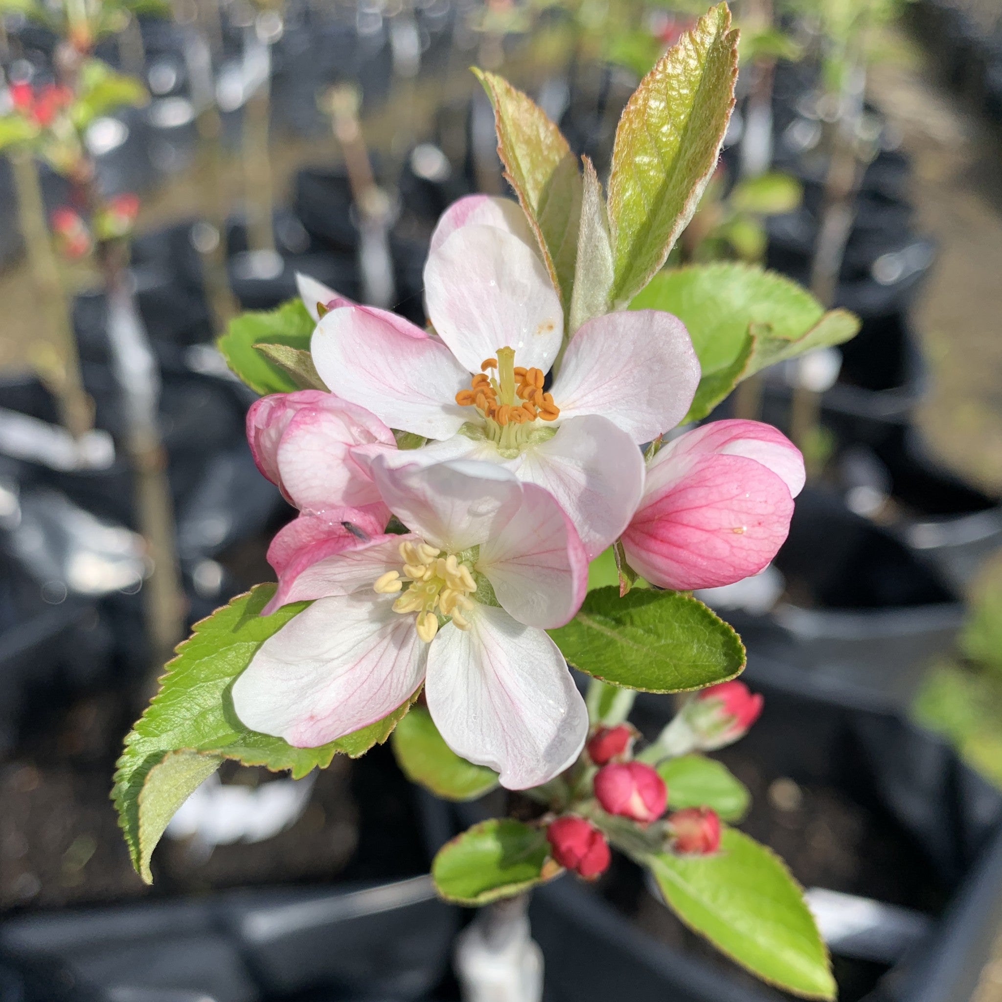 Helen's Apple apple tree