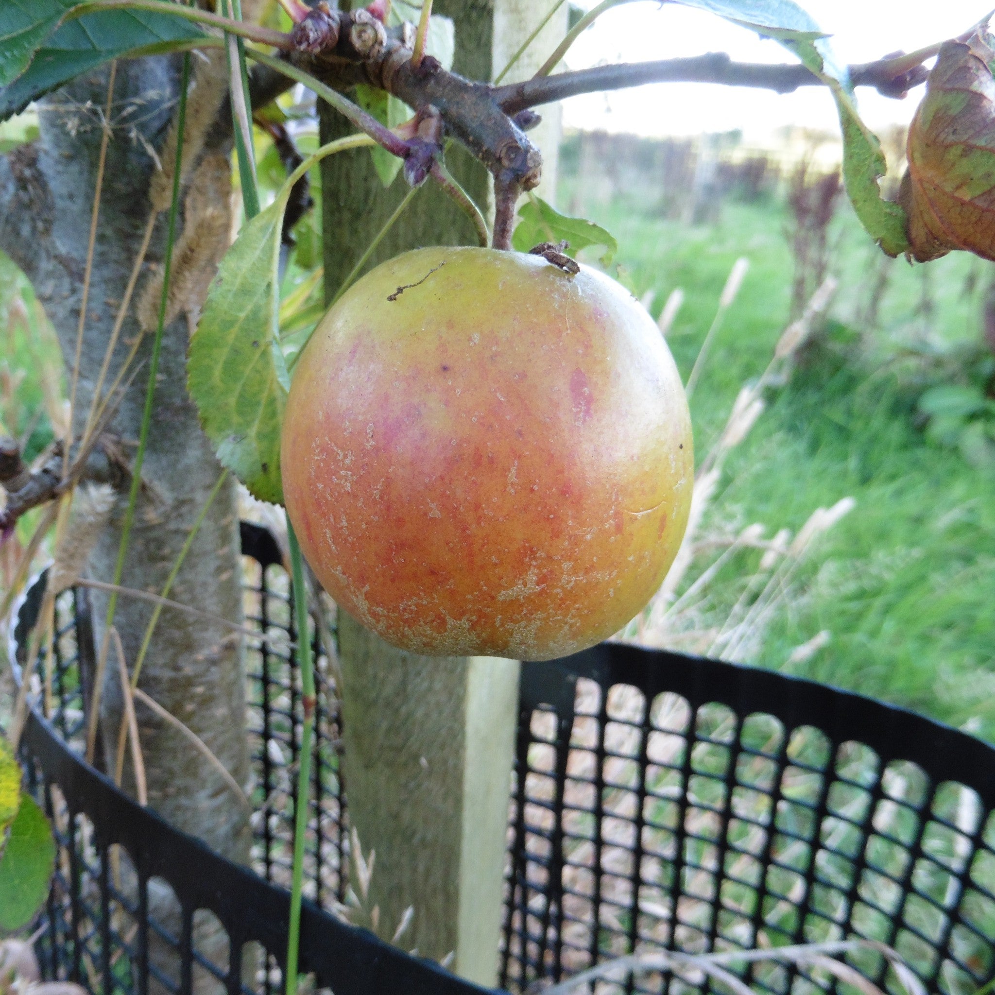 Holstein apple tree