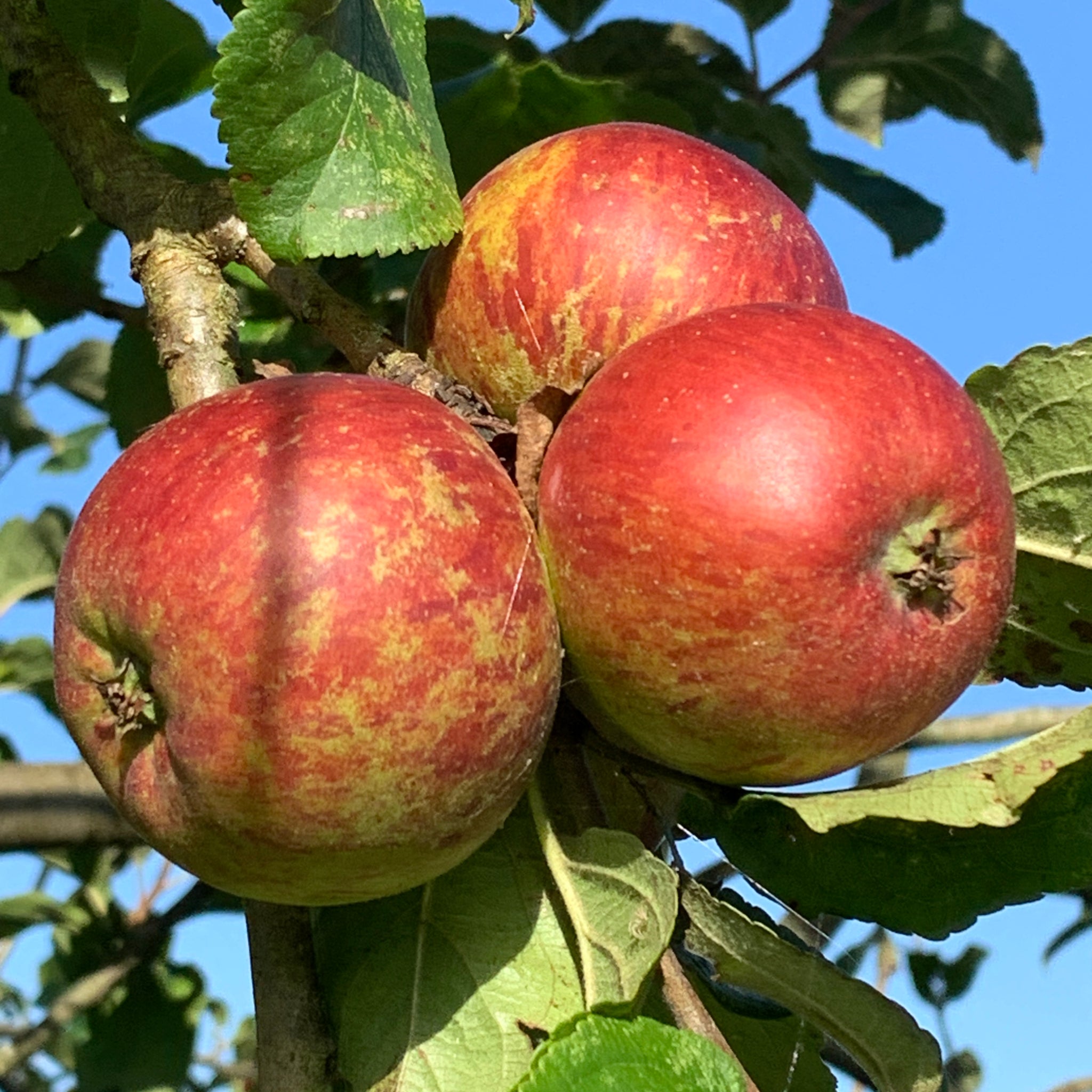 Hope Cottage Seedling apple tree