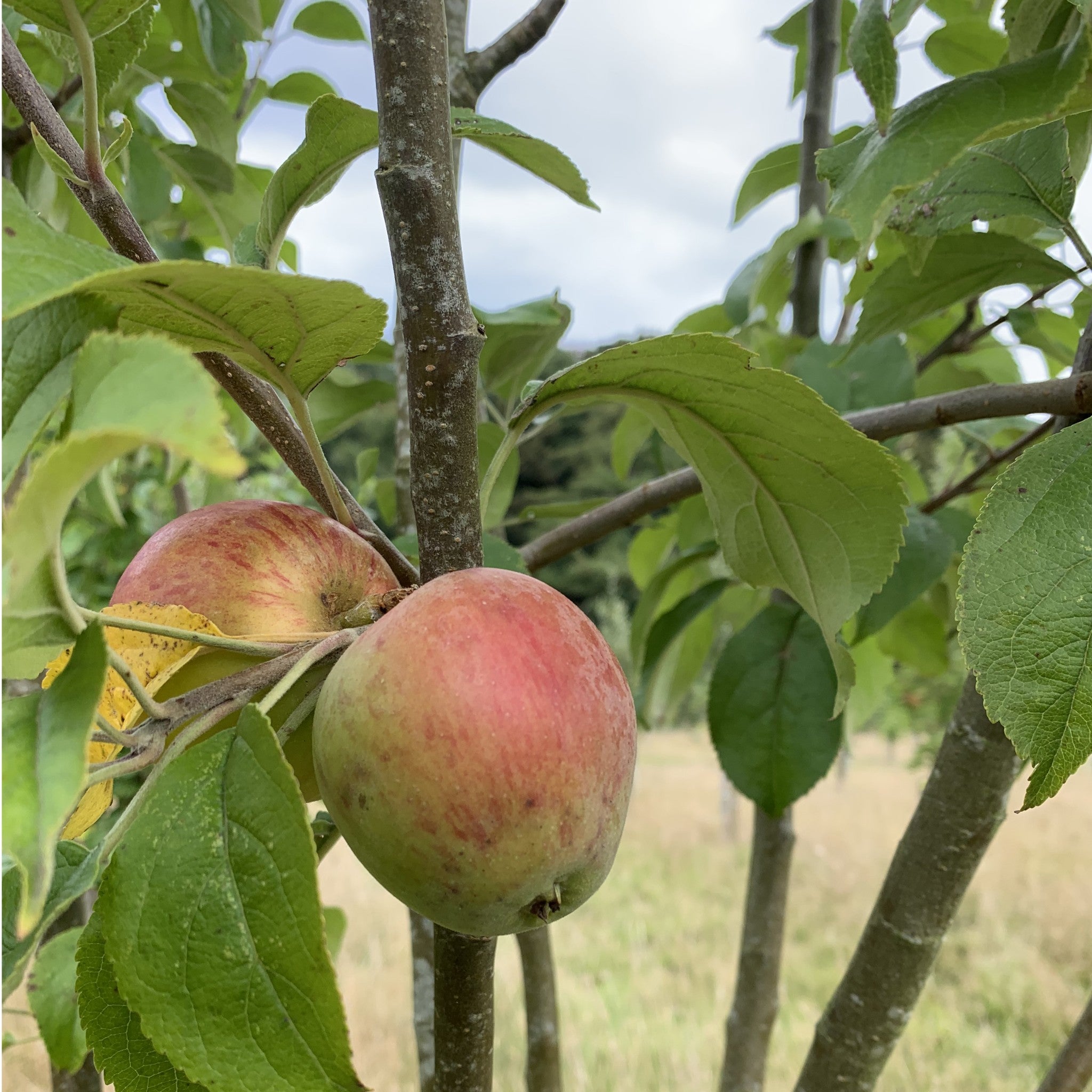 Jacob's Snout apple tree