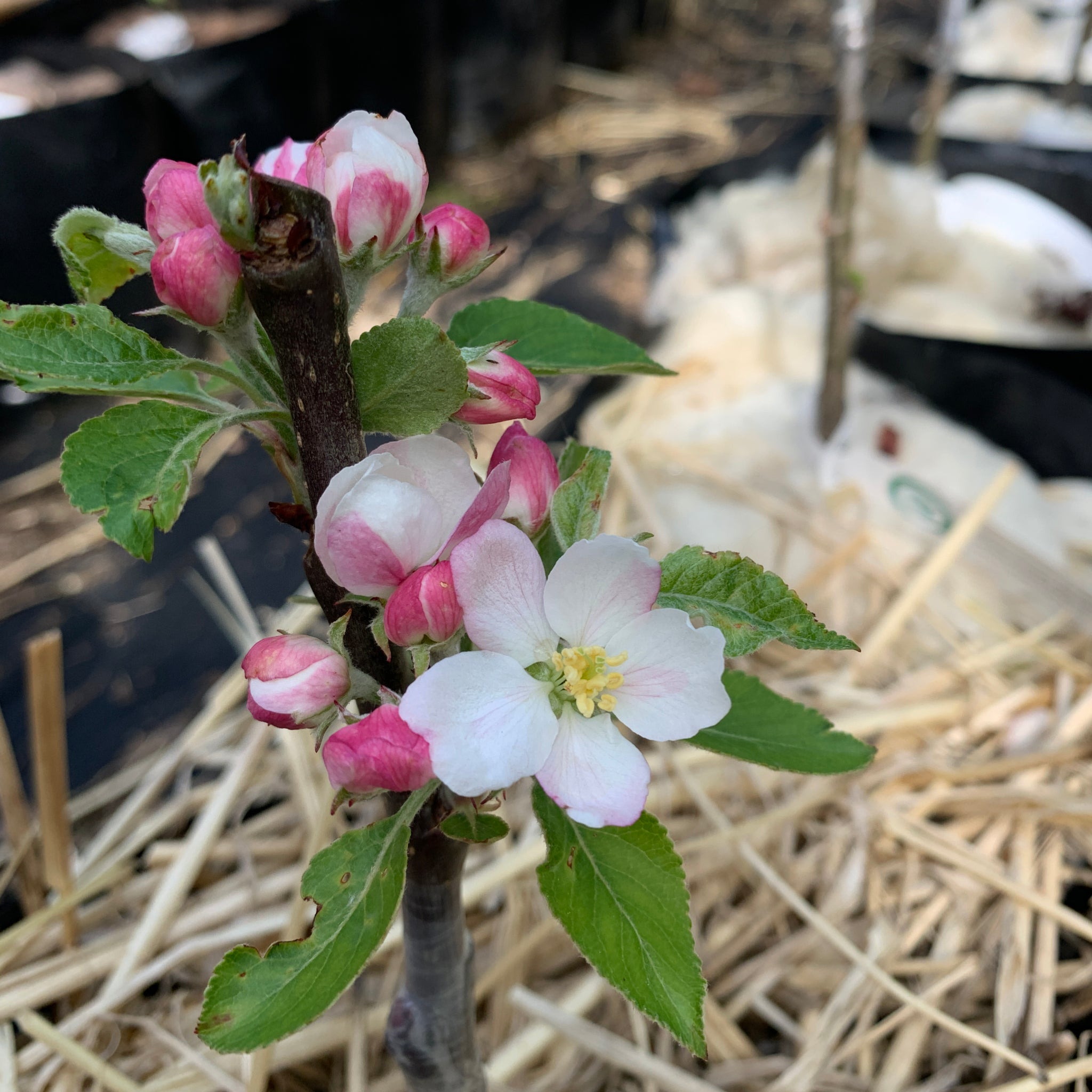 James Grieve apple tree blossom