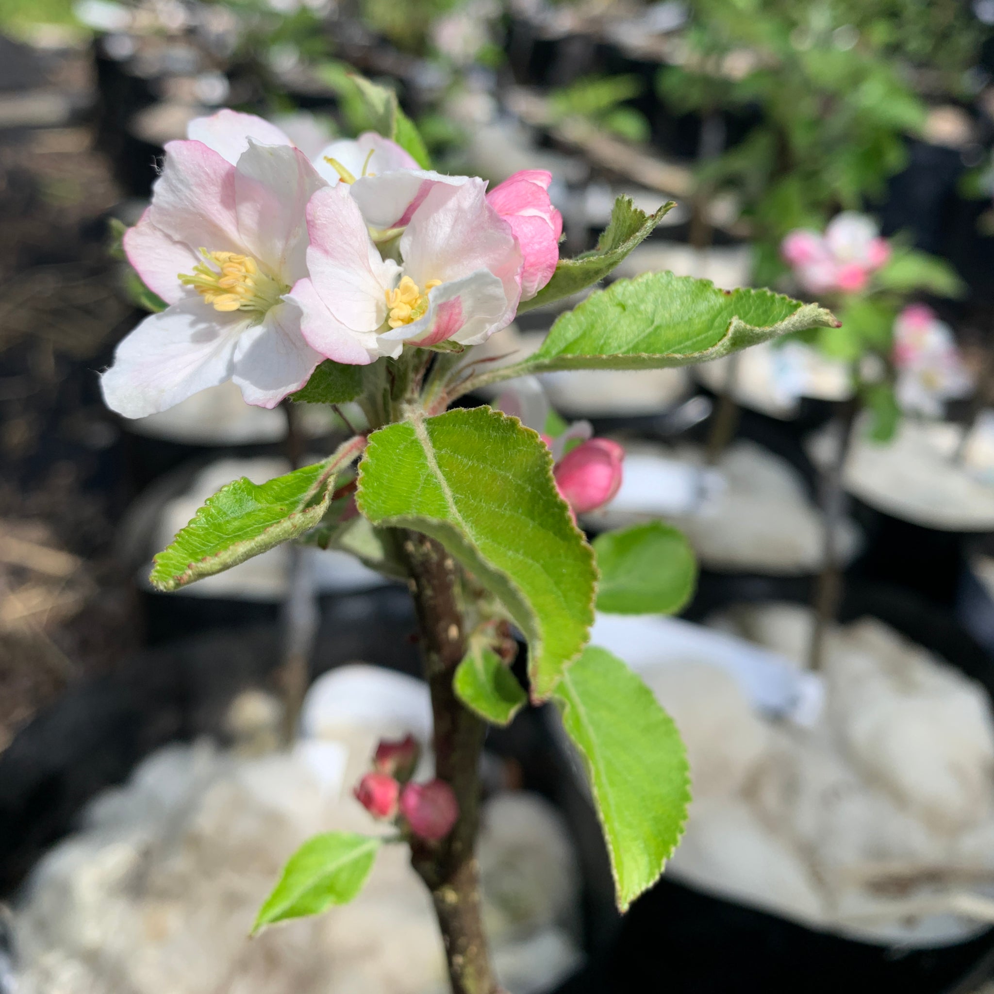 James grieve apple tree blossom
