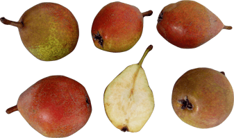 Jenkin's Red perry pear